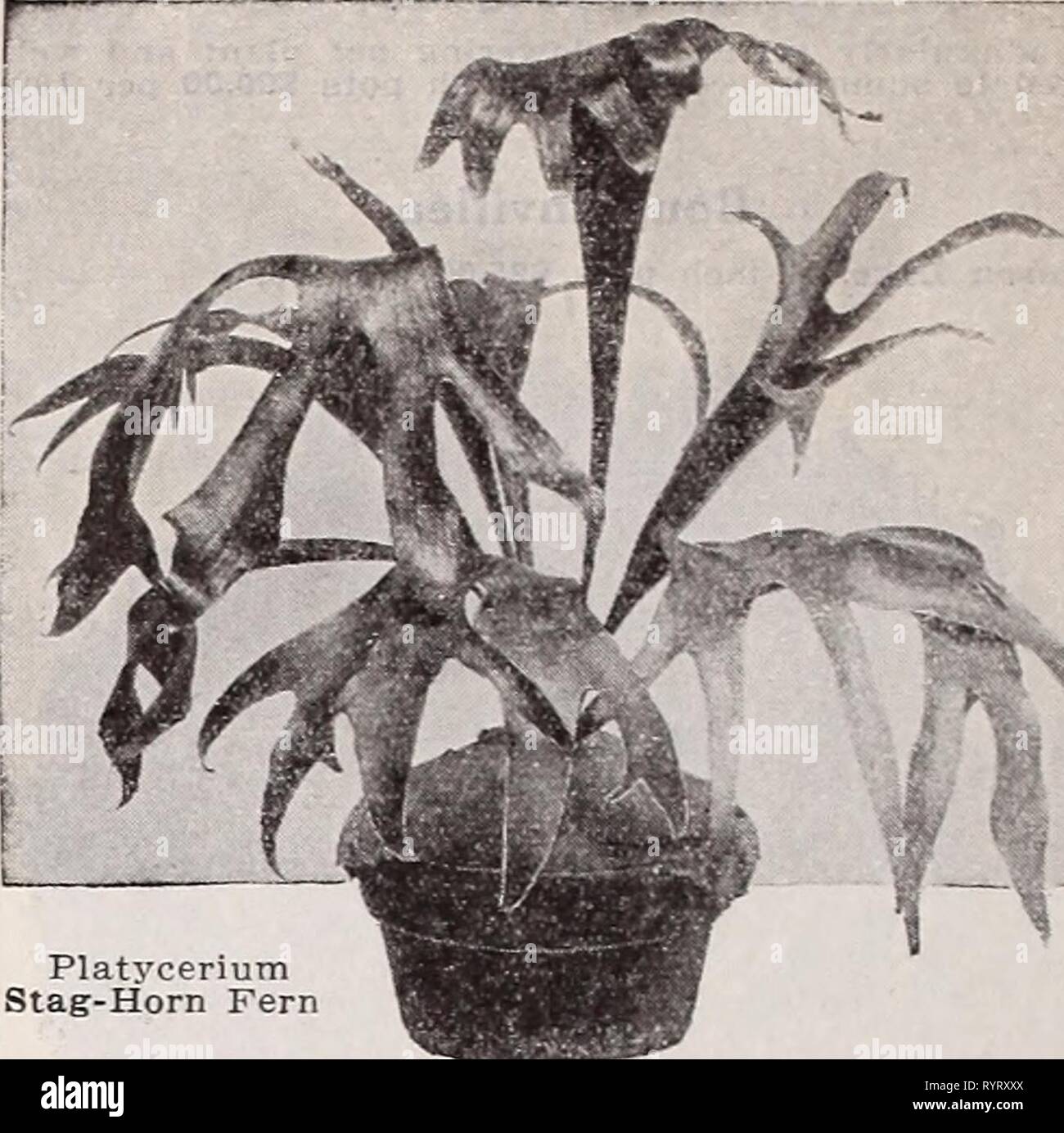 Dreer's wholesale catalog for florists Dreer's wholesale catalog for florists : winter spring summer 1937 . dreerswholesalec1937henr Year: 1937  Asplenium Nidus Avis—Bird's Nest Fern A very interesting and attractive Fern, much In demand because it can be grown successfully in the home. We offer a splendid, healthy, clean lot of plants. 214-inch pots $20.00 per 100; 3-inch pots $35.00 per 100; 31,2-inch pots $45.00 per 100; 6-inch pots $1.00 each. Cibotium Schiedei—Mexican Tree Fern One of the most desirable and most valuable Ferns for room and window decoration. Grows to considerable size and Stock Photo