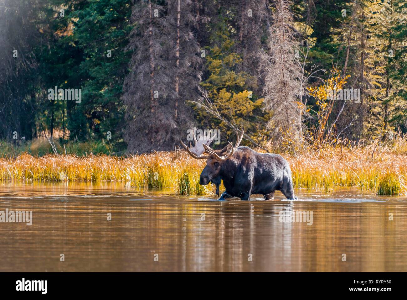Elk (Alces alces), male elk runs in a lake, Grand Teton National Park, Wyoming, USA Stock Photo