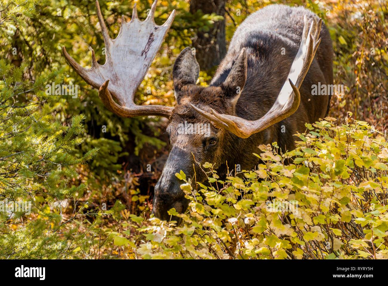 Male Elk (Alces alces) stands in dense bushes in the forest and eats, Grand Teton National Park, Wyoming, USA Stock Photo