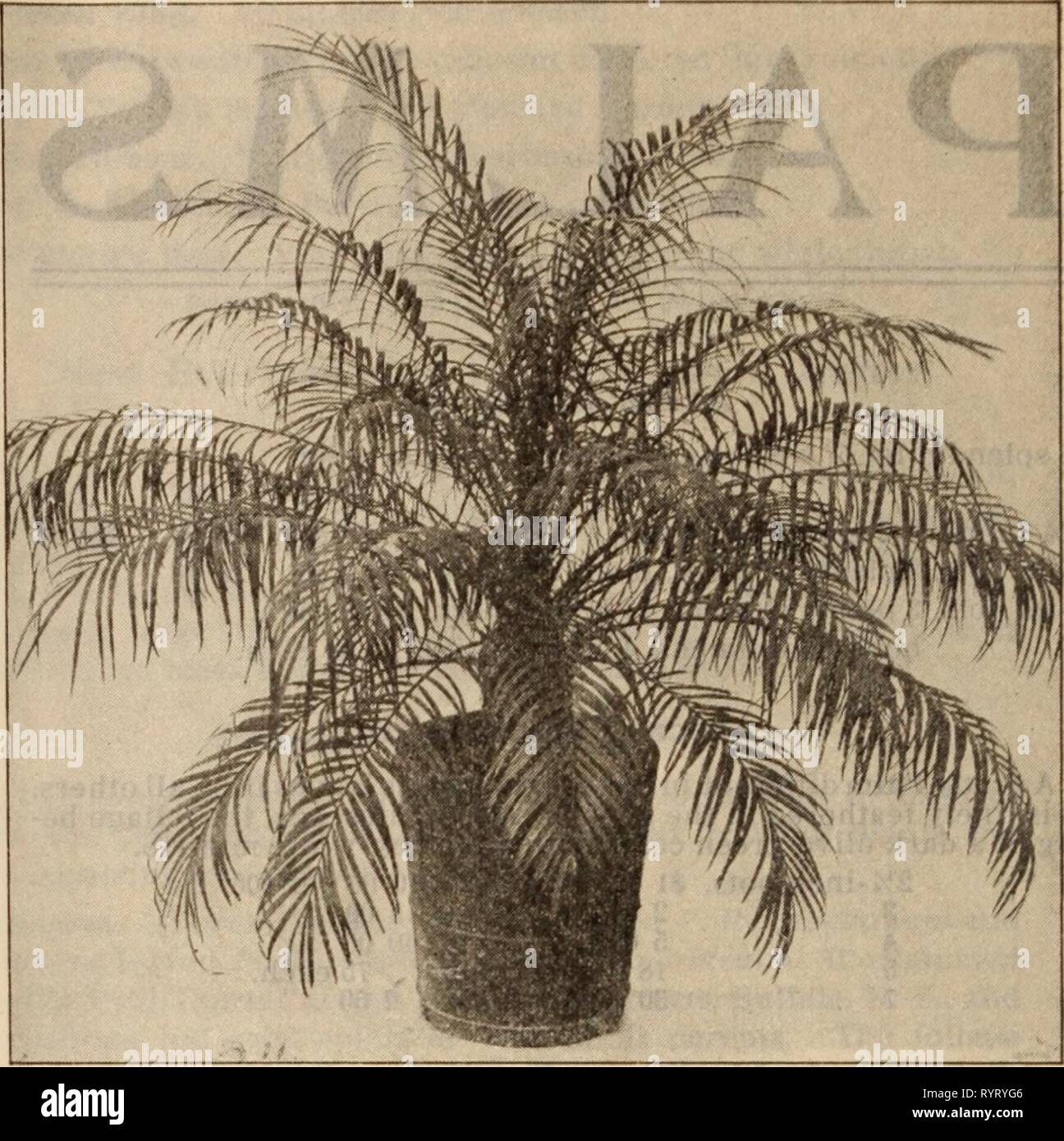 Dreer's wholesale price list  Dreer's wholesale price list / Henry A. Dreer. . dreerswholesalep1912dree Year:   KENTIA BELMOREANA PALiVlS (Continued; Kentia Forsteriana. Doz. 100 1000 2'/4-in. pots, 3 4 leaves, 8 to 10 in. high . . 12 to 15 ' . . $1 50 $10 00 $90 00 4to5' 5 to 6' . . 2 00 15 00 140 00 5 20 to 24 ' . . . . 9 00 Each 75 00 6 6' 28 to 30 ' . . 1 00 6 6' 34 to 36 ' . . 1 50 7 6to7' 38 to 40 ' . . 2 50 8-inch tubs, 8 6 to 7' 45 to 48 ' . . 4 00 6to7' 48 ' . . 5 00 10 6 to 7' iVi to 5ft. high . . 5to5'/2 ' . . . . 6 00 11 6to7' . . 8 00 10 6to7' 5'/2to6 ' . . . . 10 00 11 6to7' 6 '  Stock Photo