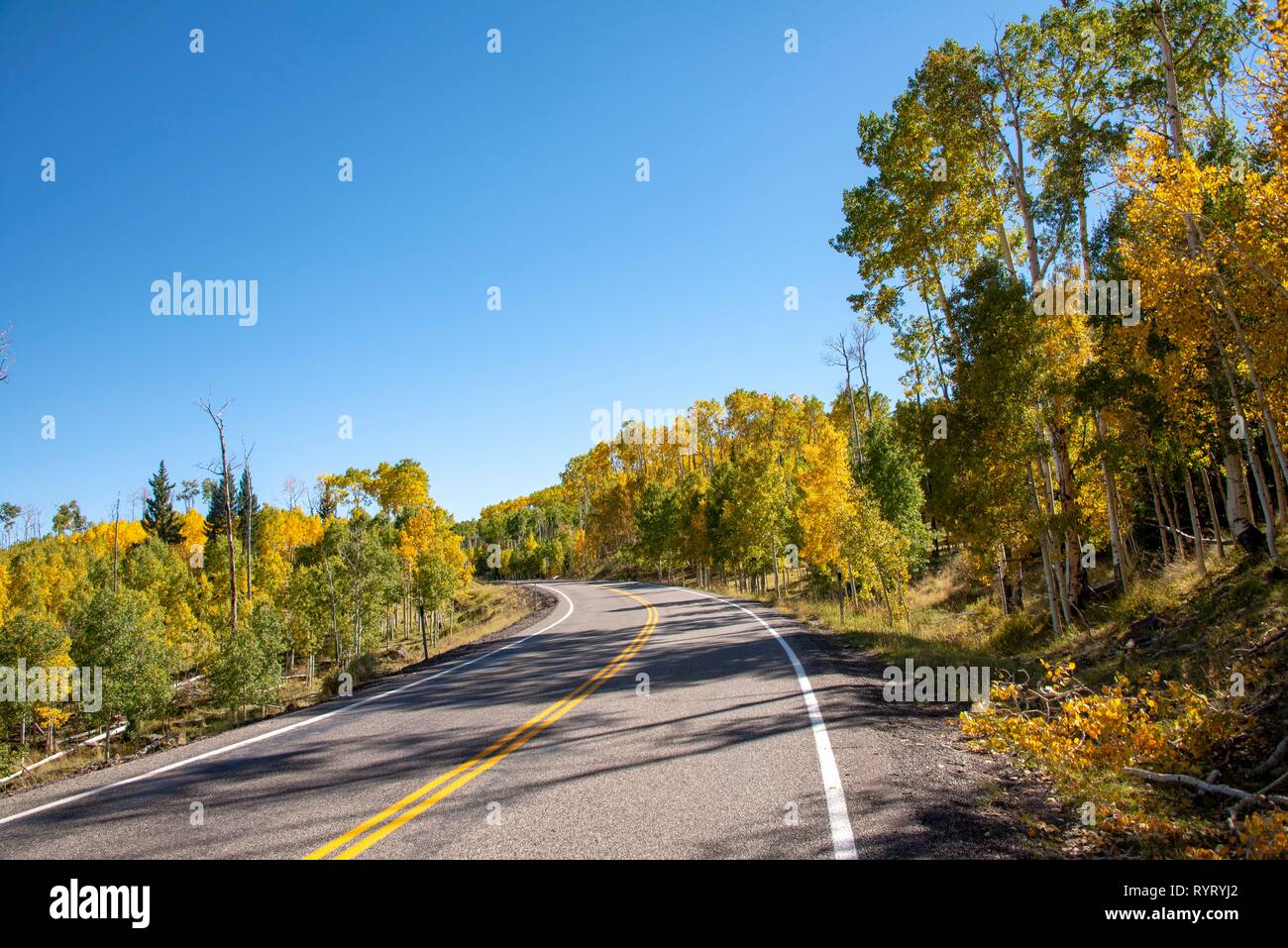 Highway 12 through autumnal aspen forest, Utah, Southwest, USA Stock Photo