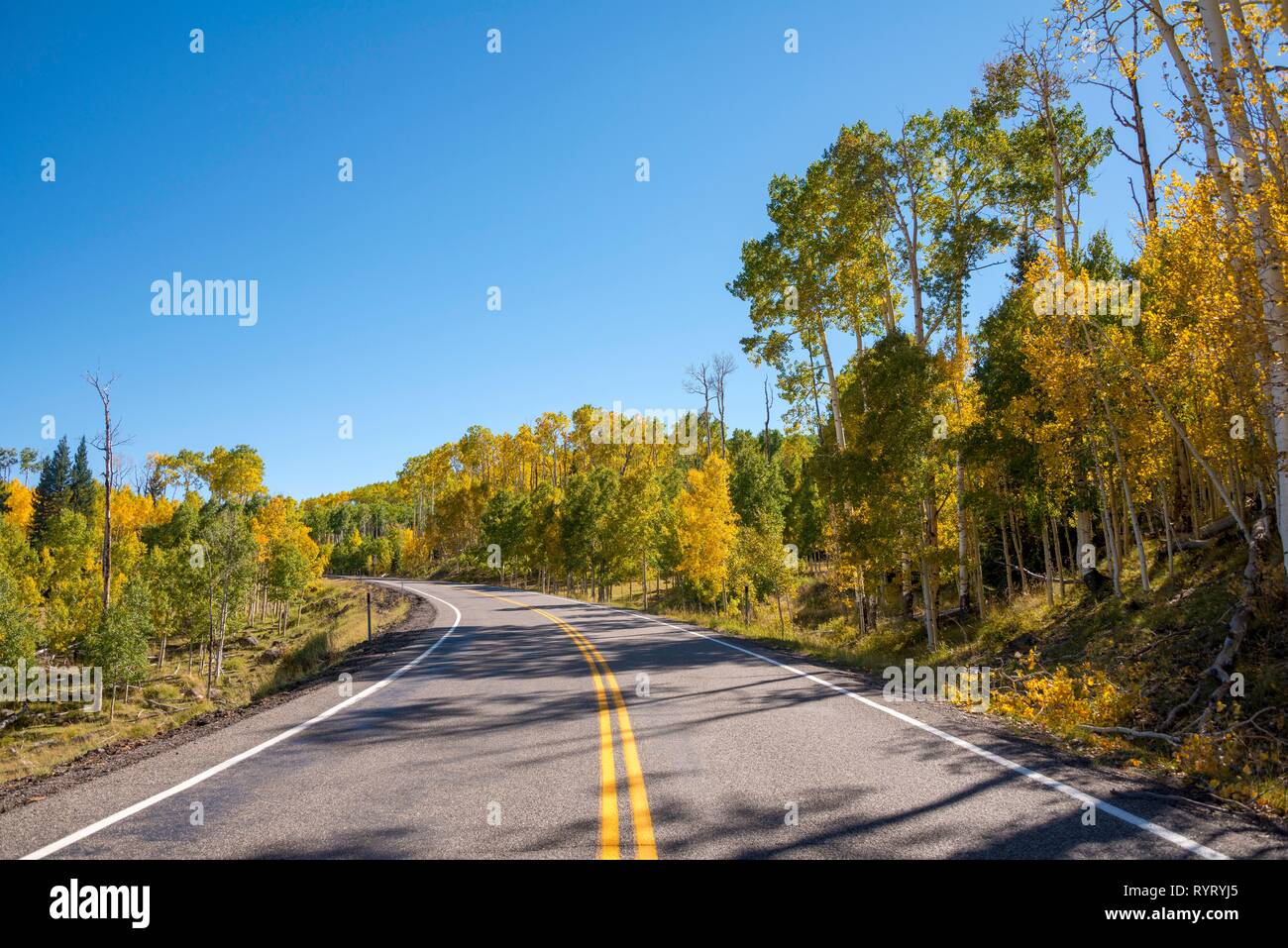Highway 12 through autumnal aspen forest, Utah, Southwest, USA Stock Photo