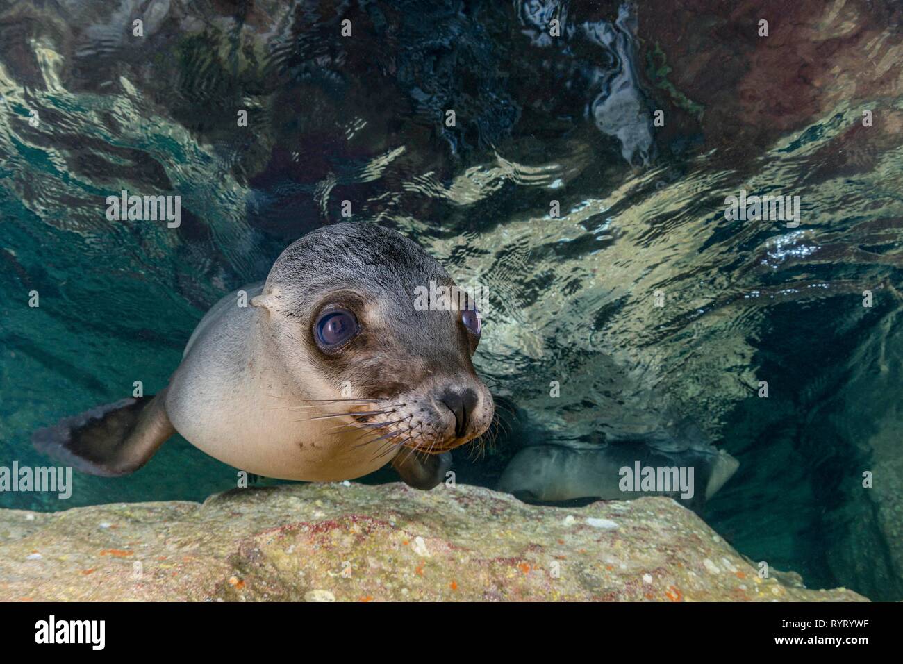 California sea lion (Zalophus californianus), Isla Los Islotes, La Paz, Mexico Stock Photo