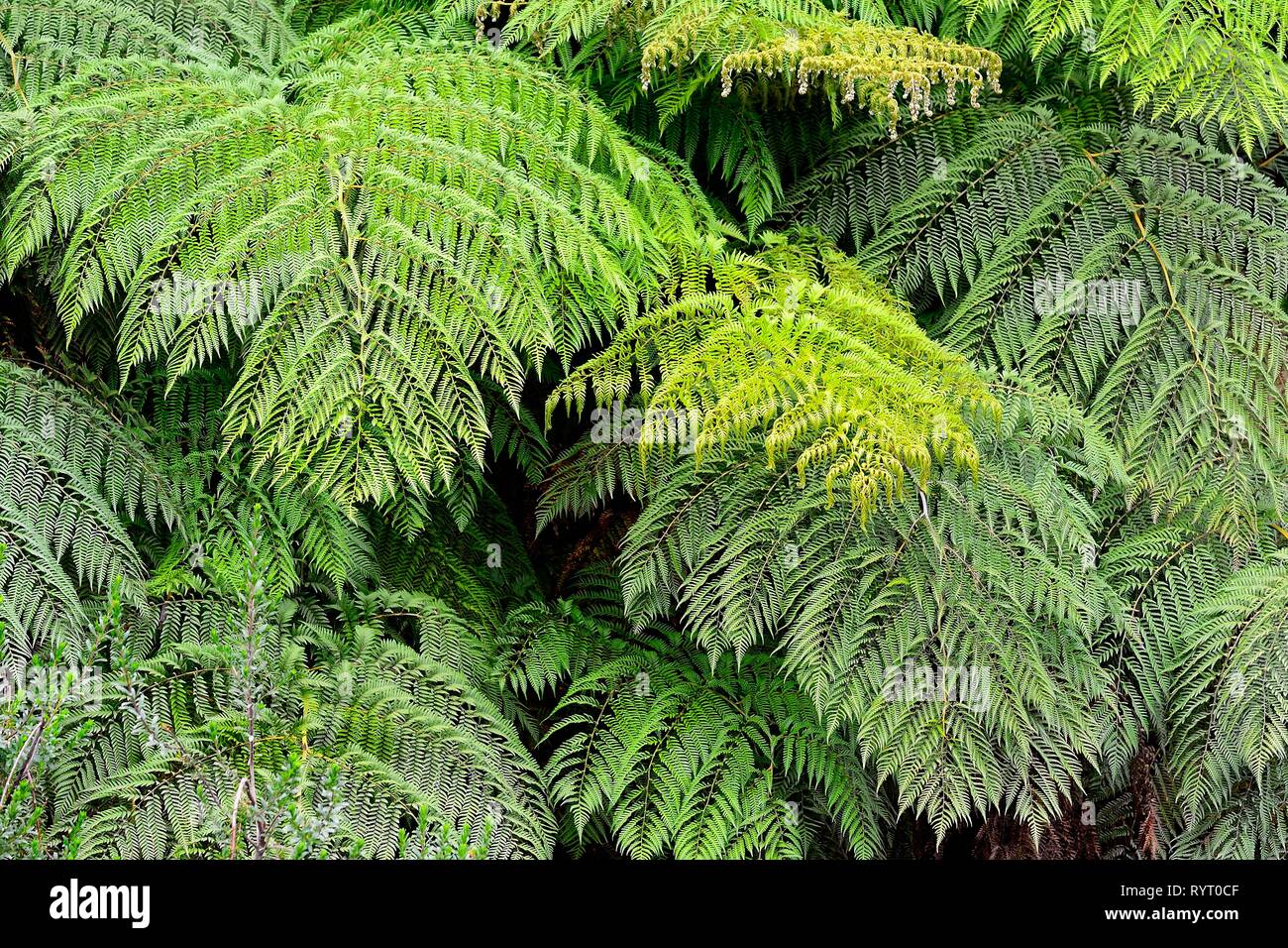 Feathered leaves a fern (Tracheophyta), temperate rainforest, Parque Pumalin, province of Palena, Región de los Lagos, Chile Stock Photo