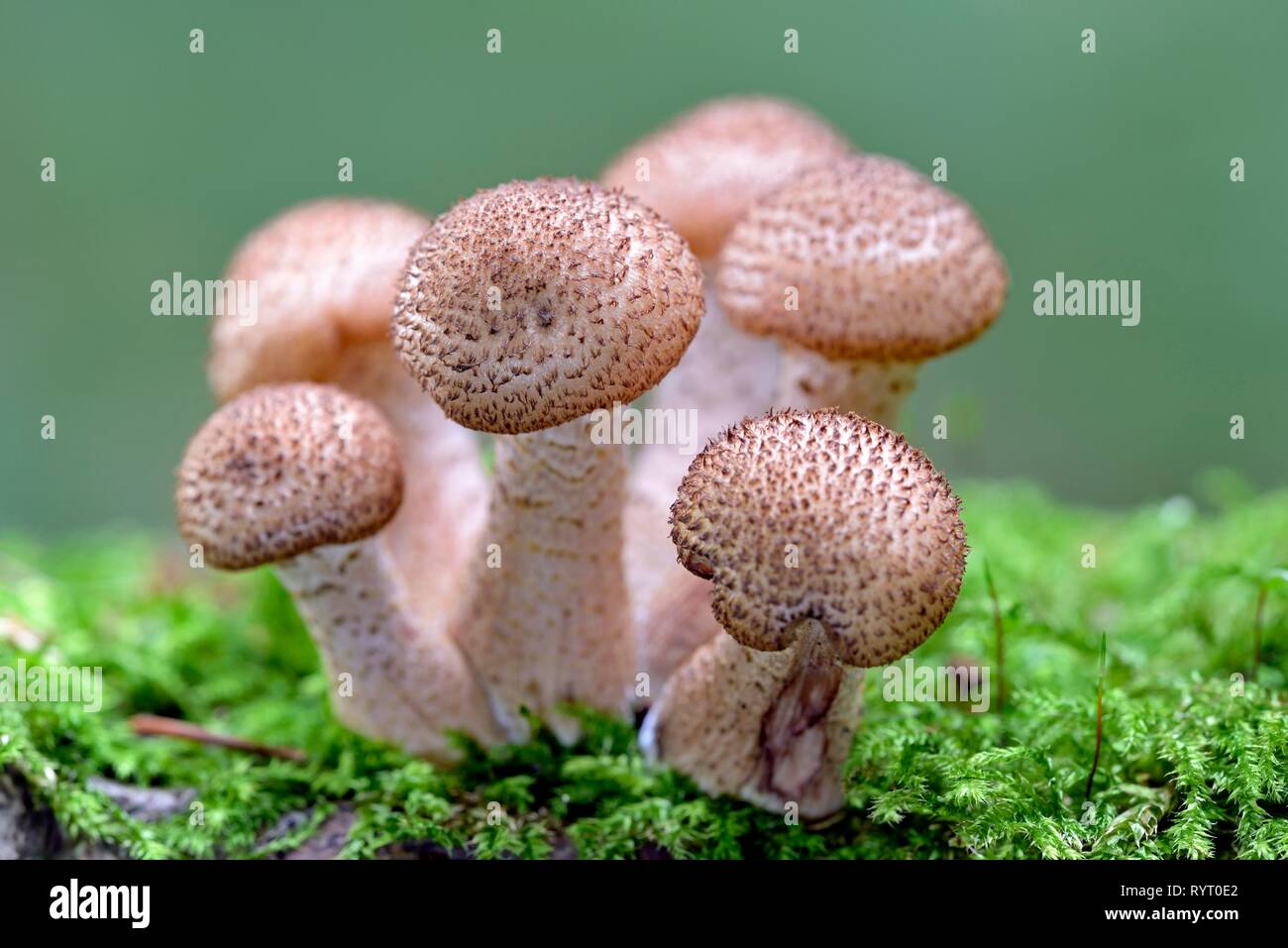 Common Honey funguses (Armillaria) grow on a mossy deadwood, fruiting body, North Rhine-Westphalia, Germany Stock Photo