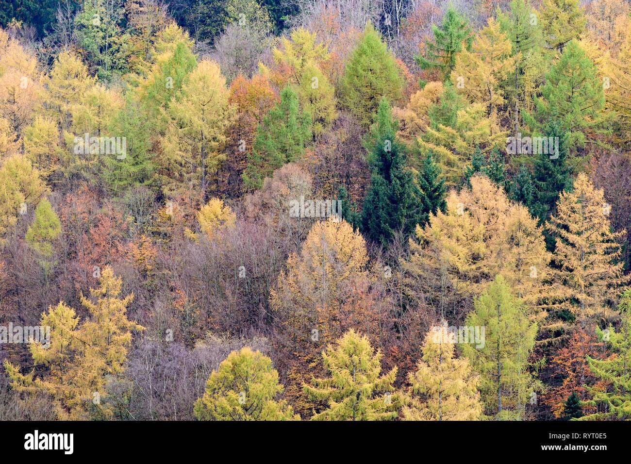 Mixed forest with Larches (Larix), spruces (Picea abies) and Common beeches (Fagus sylvatica) in autumn, Sauerland-Rothaar Stock Photo