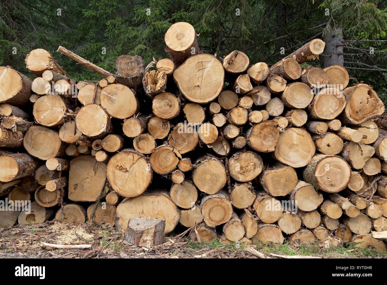 Stacked tree trunks in the forest, Kleinwalsertal, Austria Stock Photo