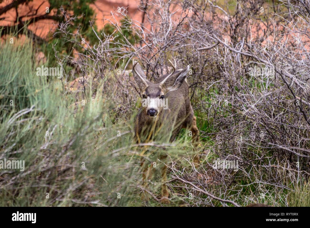 Mule deer (Odocoileus hemionus), young buck in scrub, Bright Angel Trail, South Rim, Grand Canyon National Park, Arizona, USA Stock Photo