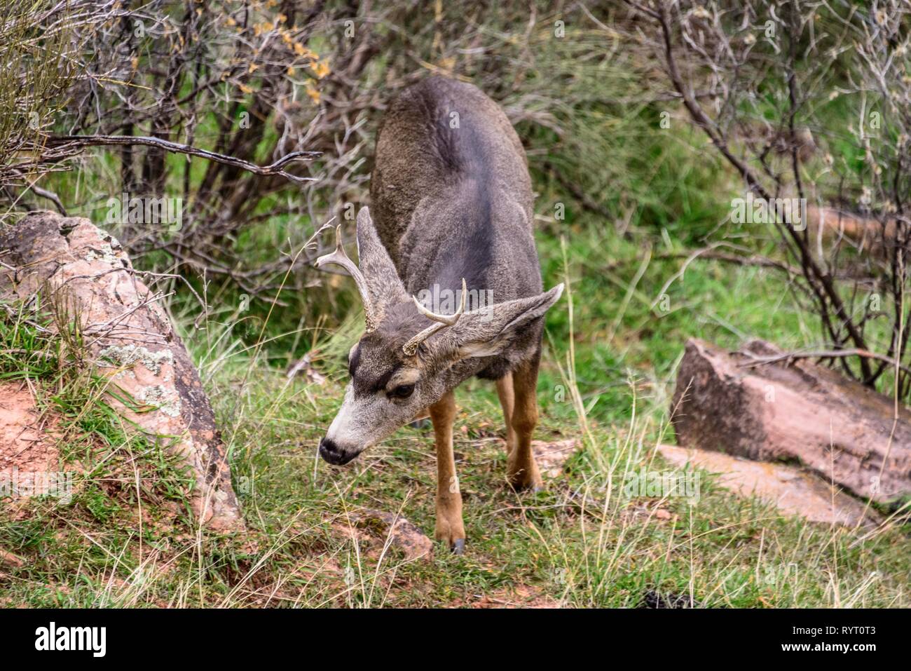 Mule deer (Odocoileus hemionus), Young buck walking through bushes, Bright Angel Trail, South Rim, Grand Canyon National Park Stock Photo