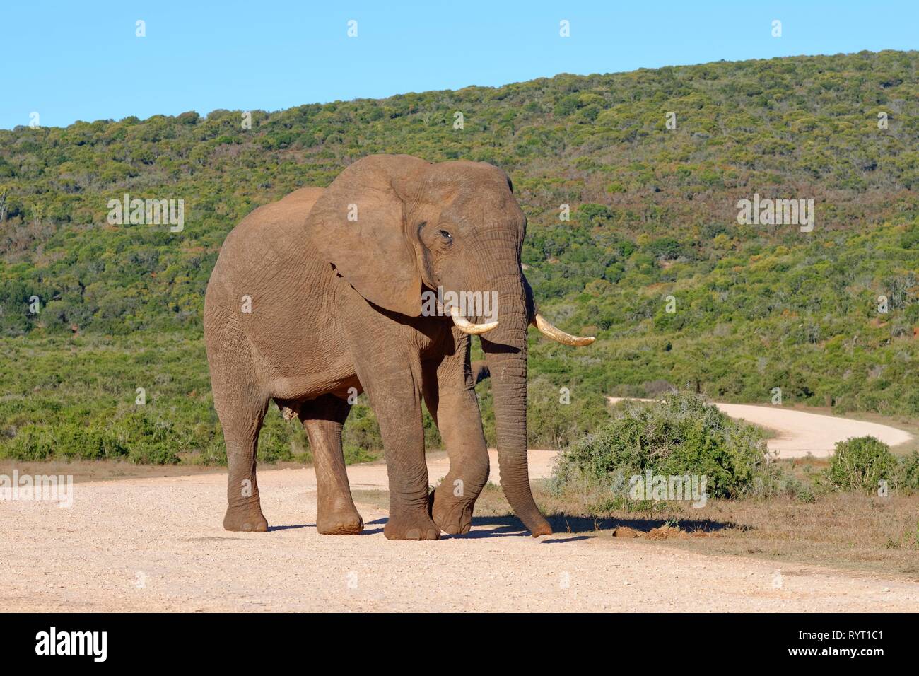 African bush elephant (Loxodonta africana), adult male, walking on a gravel road, Addo Elephant National Park, Eastern Cape Stock Photo