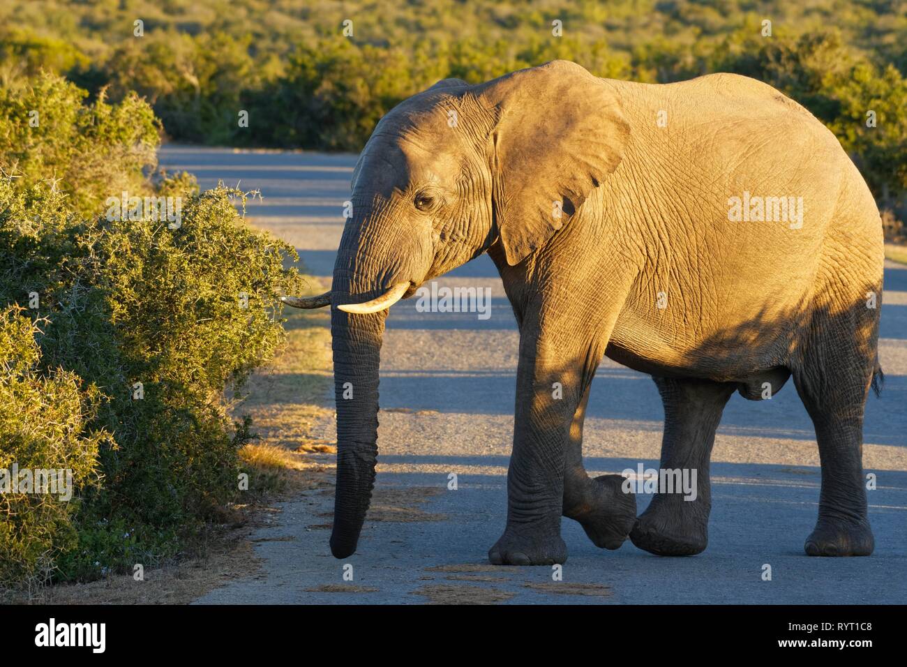African bush elephant (Loxodonta africana), young male crossing a tarred road, Addo Elephant National Park, Eastern Cape Stock Photo
