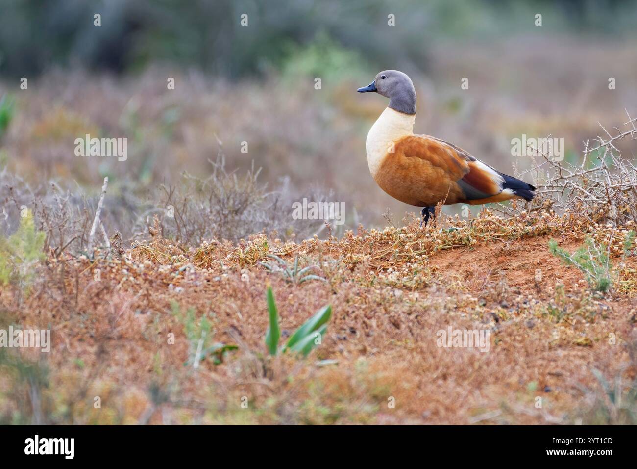 South African shelduck (Tadorna cana), adult male, on the nest in open grassland, Addo Elephant National Park, Eastern Cape Stock Photo