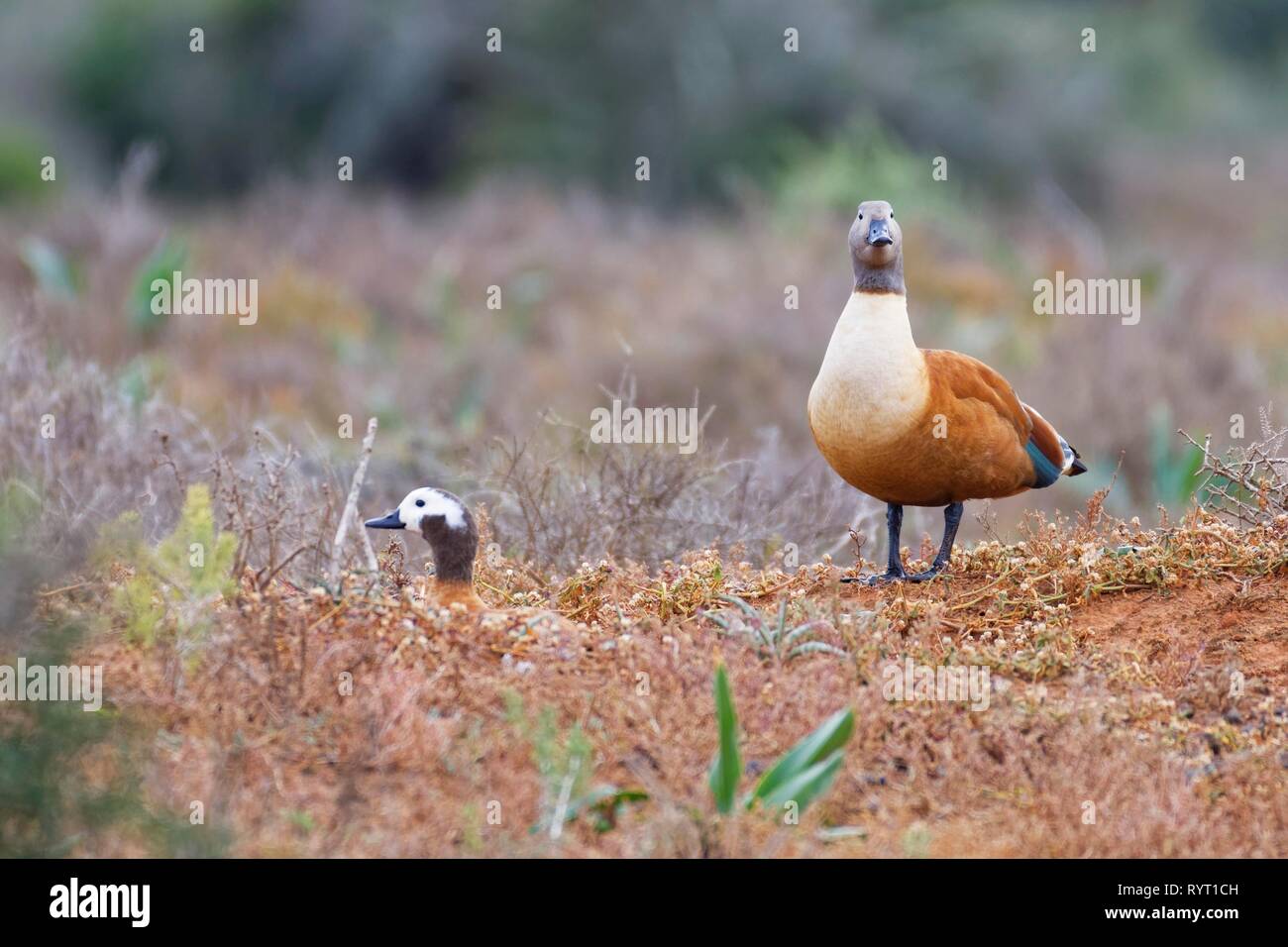 South African shelducks (Tadorna cana), adults, female with standing male, on the nest, in open grassland Stock Photo