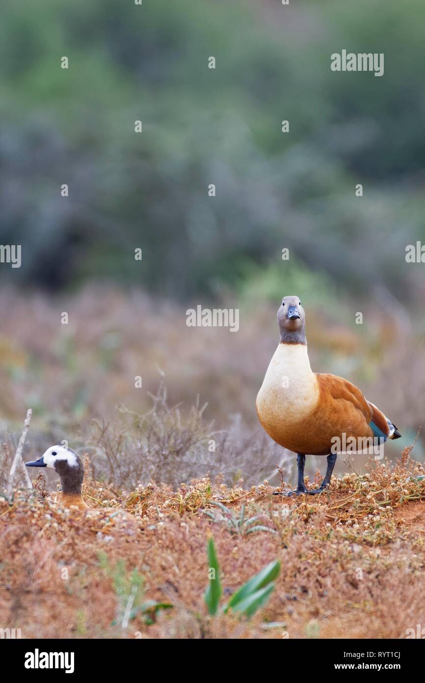 South African shelducks (Tadorna cana), adults, female with standing male, on the nest, in open grassland Stock Photo