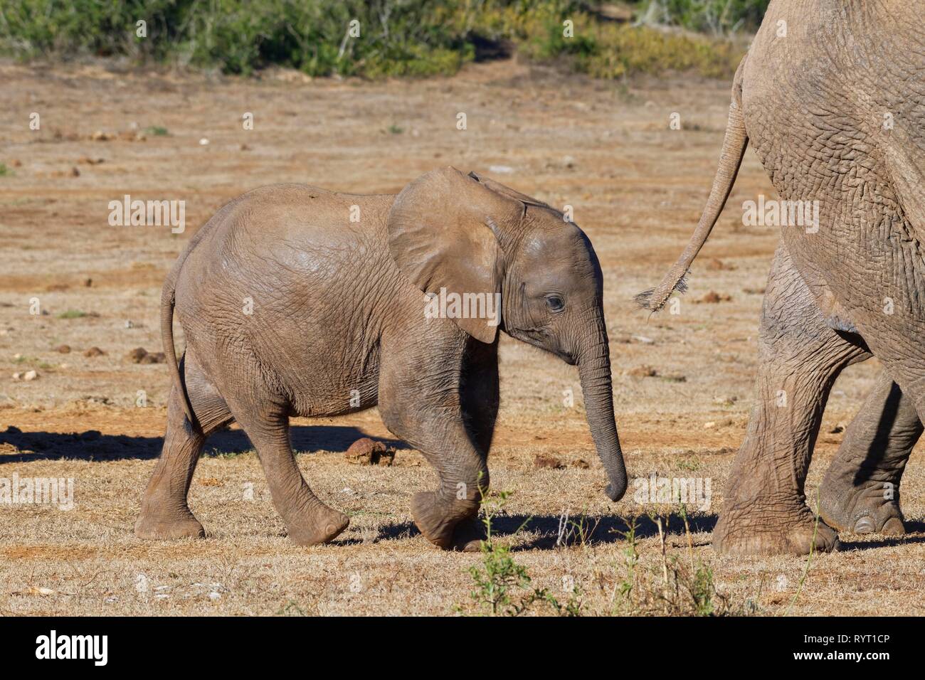 African bush elephants (Loxodonta africana), elephant calf walking behind two adults, Addo Elephant National Park, Eastern Cape Stock Photo