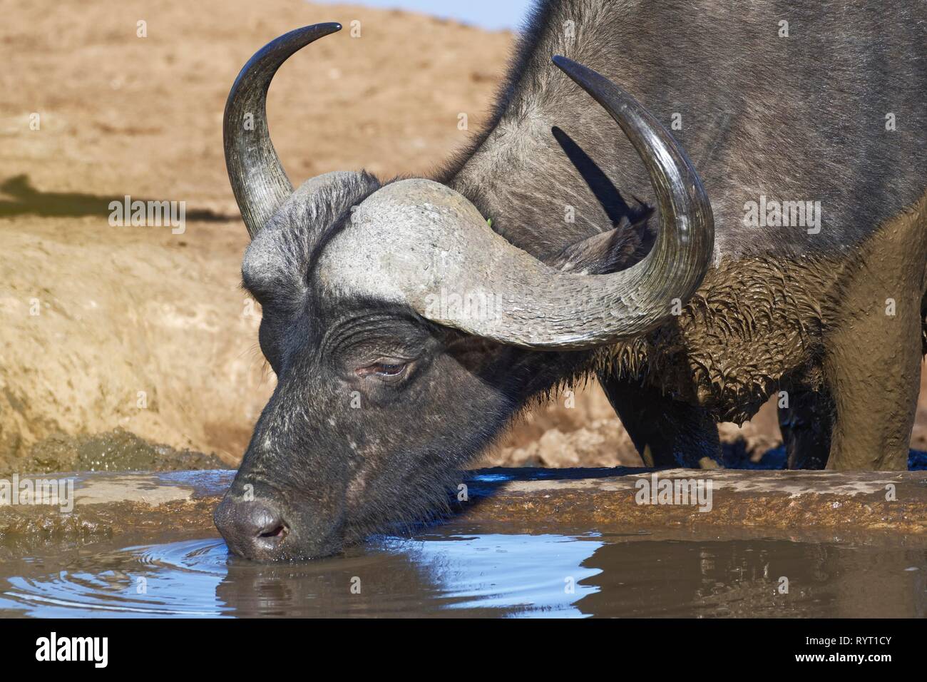 African buffalo (Syncerus caffer), adult male, drinking at a waterhole, Addo Elephant National Park, Eastern Cape, South Africa Stock Photo