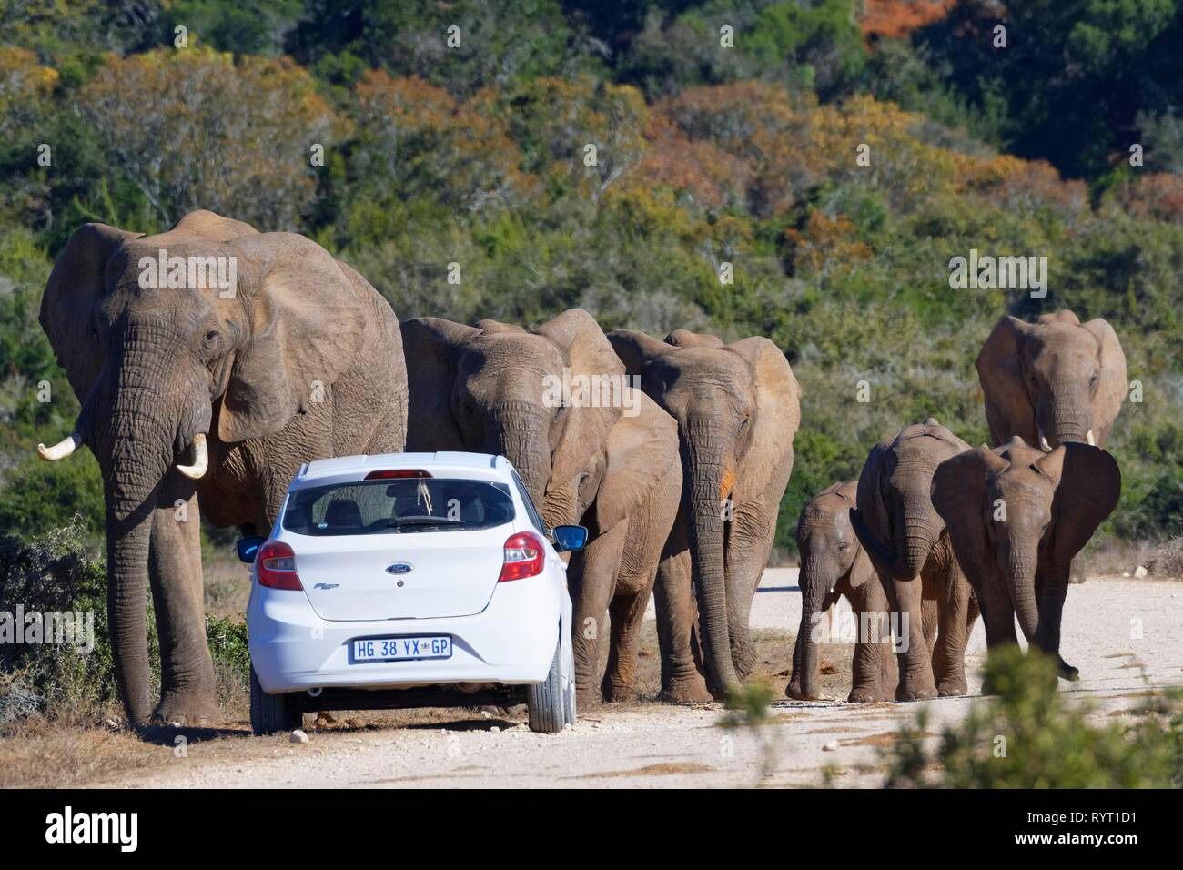 African bush elephants (Loxodonta africana), herd with calves walking, a tourist car stopped on the side of a dirt road Stock Photo