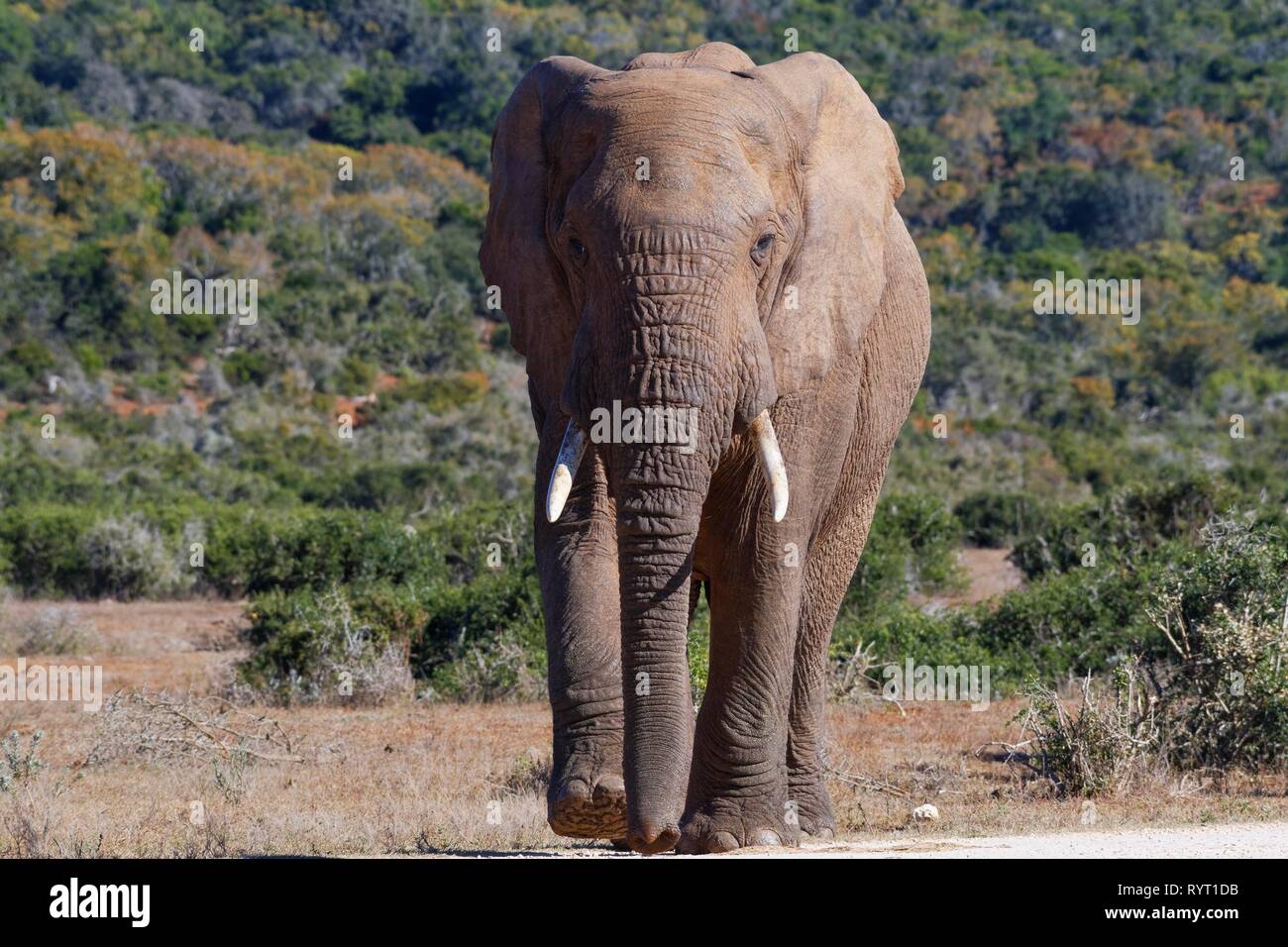 African bush elephant (Loxodonta africana), adult male crossing a dirt road, Addo Elephant National Park, Eastern Cape Stock Photo
