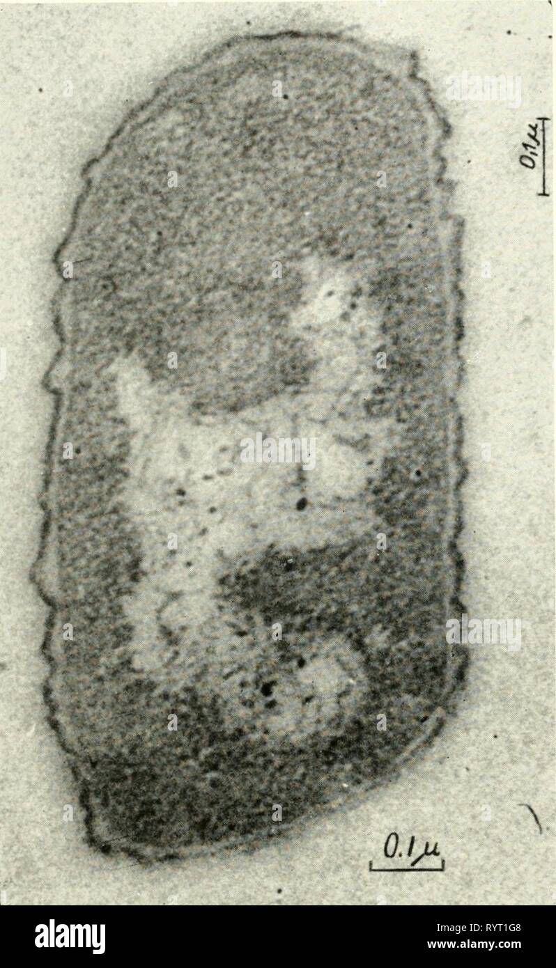 Electron microscopy; proceedings of the Electron microscopy; proceedings of the Stockholm Conference, September, 1956 . electronmicrosco00euro Year: 1957  16 W. NIKLOWITZ    Fig. 1. Electron micrograph of an ultra-thin longitudinal section from Escherichia coli (three hours culture). Magnifi- cation 90,000. scopic investigations, reveal a structure deviating from that of higher organisms. In our opinion the idea drawn from what was seen in uUrathin sections and light-microscopical investigations, i.e. that bac- teria contain true nuclei with chromosomes, is pre- mature, especially when taking  Stock Photo