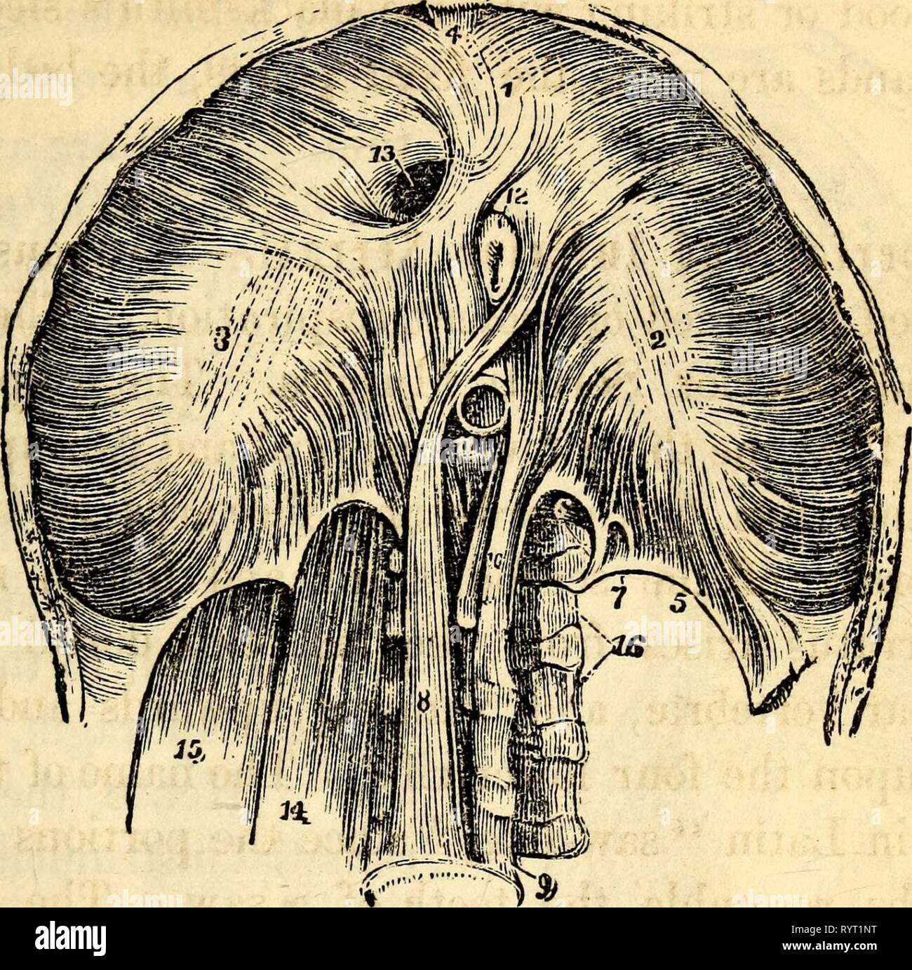 Elementary anatomy and physiology  Elementary anatomy and physiology : for colleges, academies, and other schools . elementaryanato00hitc Year: 1869  AND PHYSIOLOGY. 125    A View of the Under Side of the Diaphragm. 1, 2, 3, The Greater Muscle of the Dia- phragm inserted into the Cordiform Tendon. 4, The small triangular space behind the Sternum, covered only by Serous Membrane, and through which Hernia sometimes pass. 5, Ligamentum Arcuatum of the Left Side. 6, Point of Origin of the Psoas Mag- nus. 7, A small Opening for the Lesser Splanchnic Nerve. 8, One of the Crura of the Diaphragm. 9, F Stock Photo