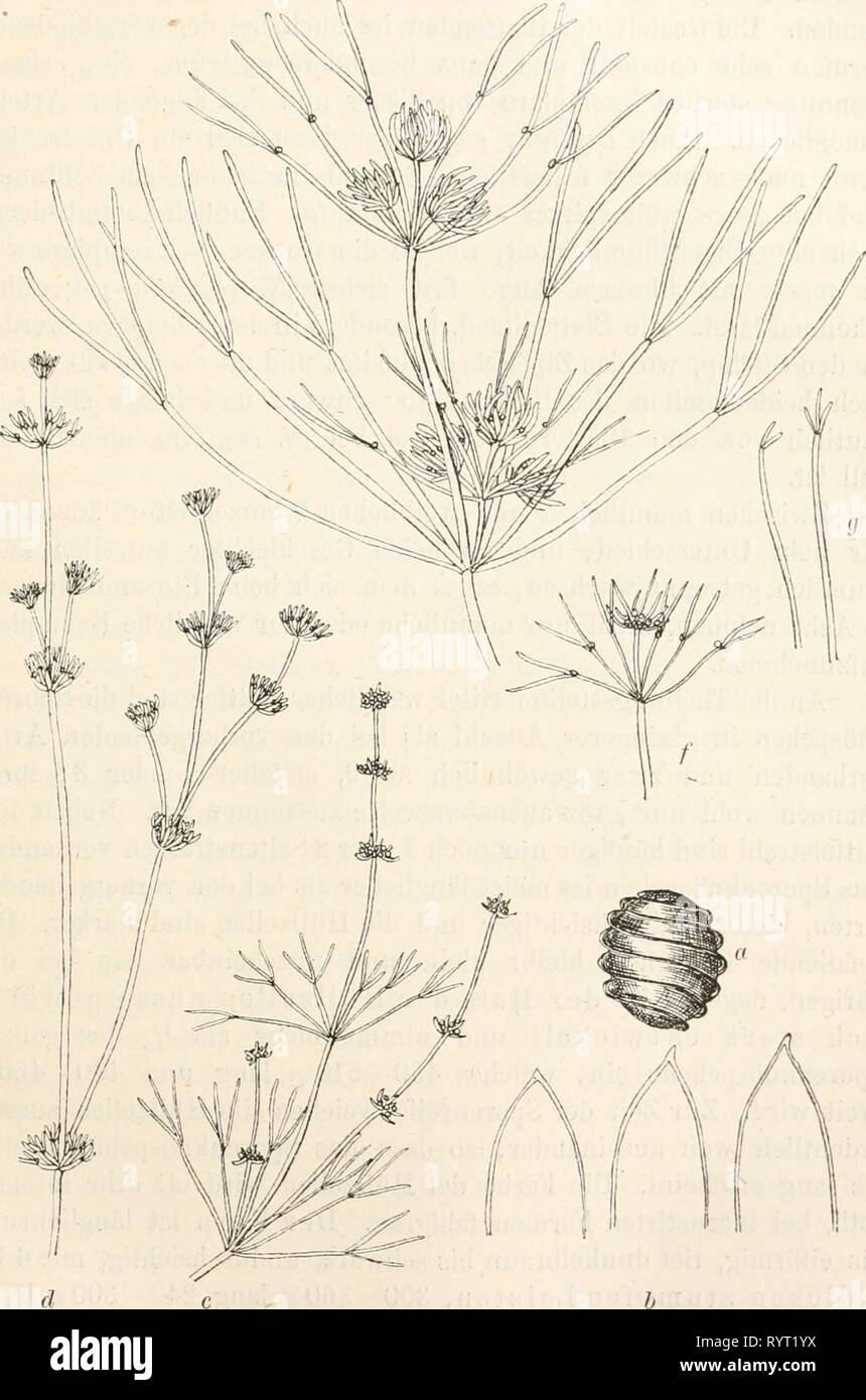 Dr L Rabenhorst's Kryptogamen-Flora von Dr. L. Rabenhorst's Kryptogamen-Flora von Deutschland, Oesterreich und der Schweiz . drlrabenhorstskr05rabe Year: 1900  123 Kg. 35.    Nitella opaca. a Kern, Vergr. 4o; b Blattspitzen, Yergr. 30; c f. hetero- morpha; (? f. conglobata; e f. conglomerata; f f. subcapitata; ^f. brevi- fürcata — alle in natürl. Grösse. Stock Photo