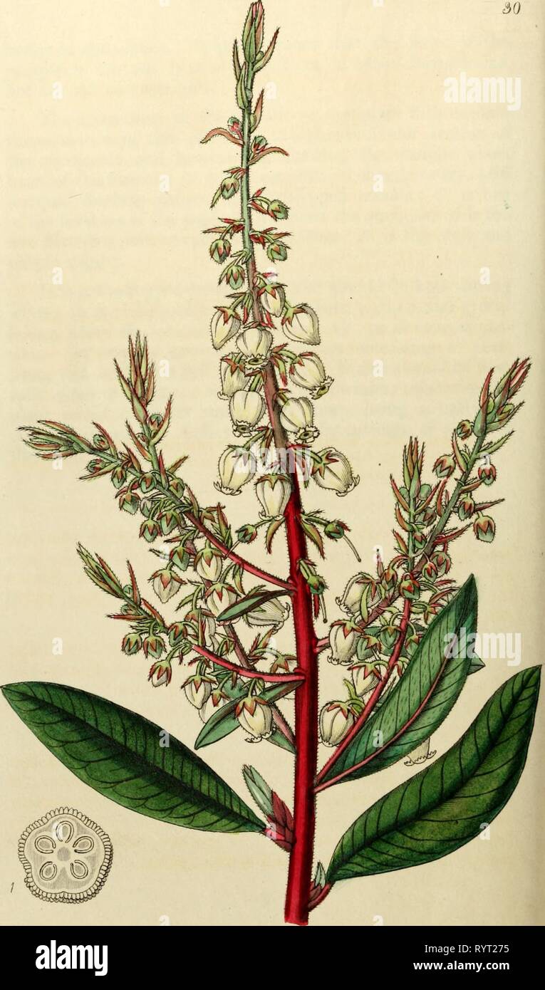 Edwards' botanical register, or, Ornamental Edwards' botanical register, or, Ornamental flower-garden and shrubbery .. . edwardsbotanical29edwa Year: 1829-1847  â ^i/lJ^dtL. 9ul-Ly 35ldym.j 169 9ij:r.&lt;,dilJy Juiu. I IQifJ S^axdo/jj Stock Photo