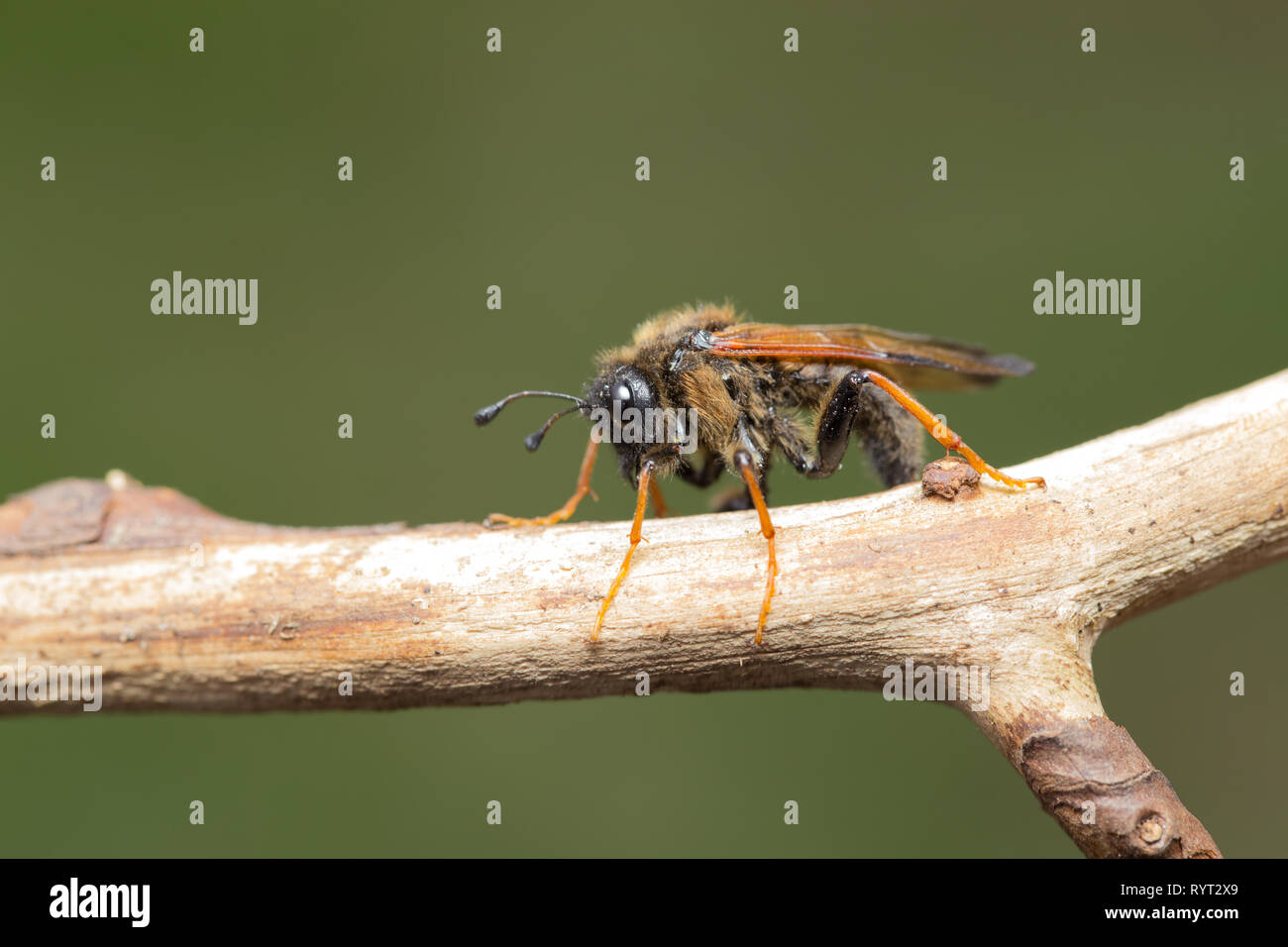 Hawthorn sawfly Stock Photo