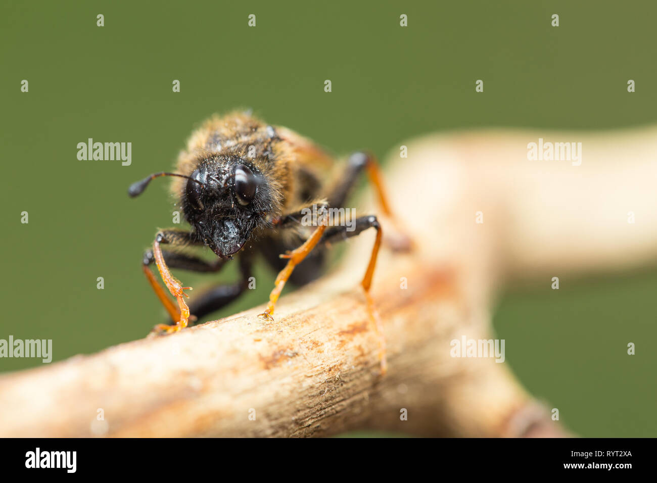 Hawthorn sawfly Stock Photo