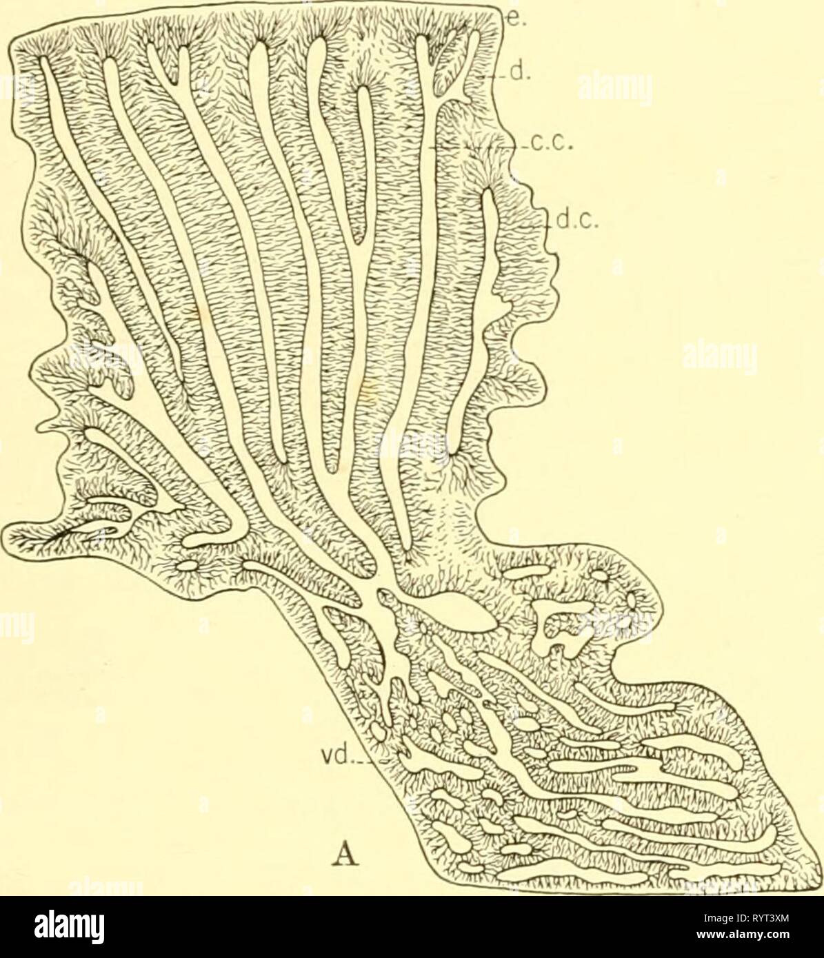 The elasmobranch fishes (1934) The elasmobranch fishes . elasmobranchfish03dani Year: 1934  THE ELASMOBRANCH PISHES 131 tubes end in enlarged islands continuous with the enamel (Galeus). In others the tubules ])enetrate far outward into the enamel and either divide into branches {Carcharias) or are lost as fine single tubules (Lamna). EEPLACEMENT OF TEETH Teeth which have been injured or lost are replaced by new ones. To gain a notion of the provision made for repairing injury or loss it is only necessary to examine the mouth of a form like Carcharias, or Heterdontus (fig. 128). In Stock Photo