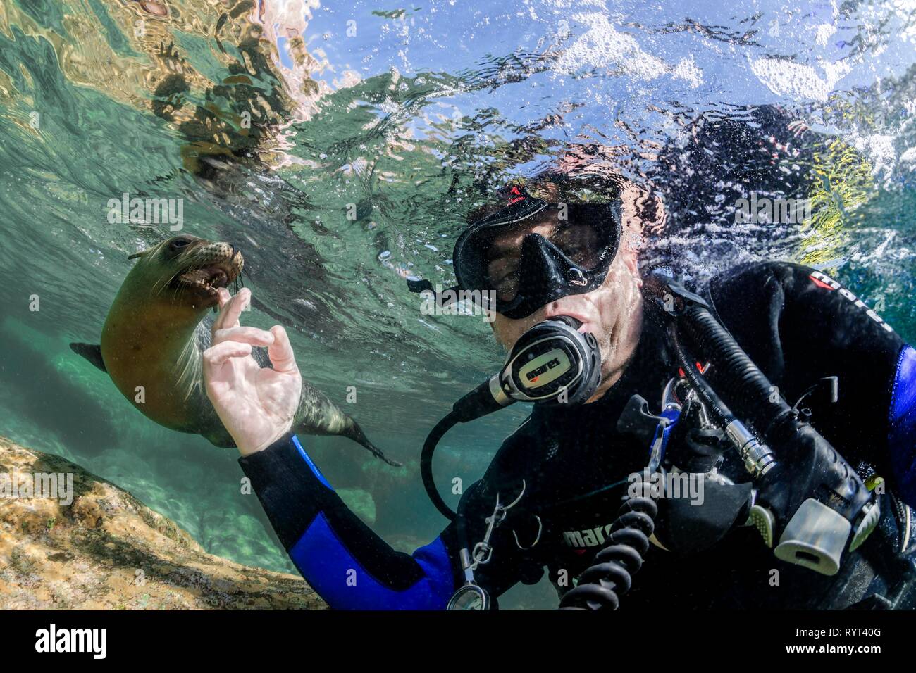 Diver, Selfie and California sea lion (Zalophus californianus), Isla Los Islotes, La Paz, Mexico Stock Photo