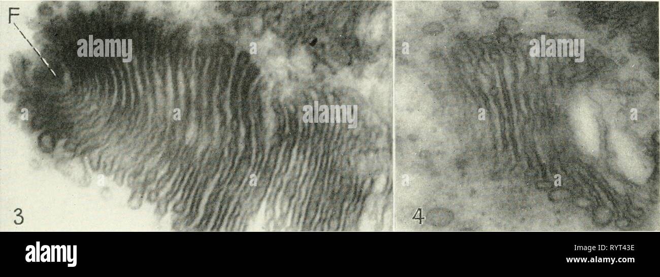 Centrosome microscopy hi-res stock photography and images - Alamy