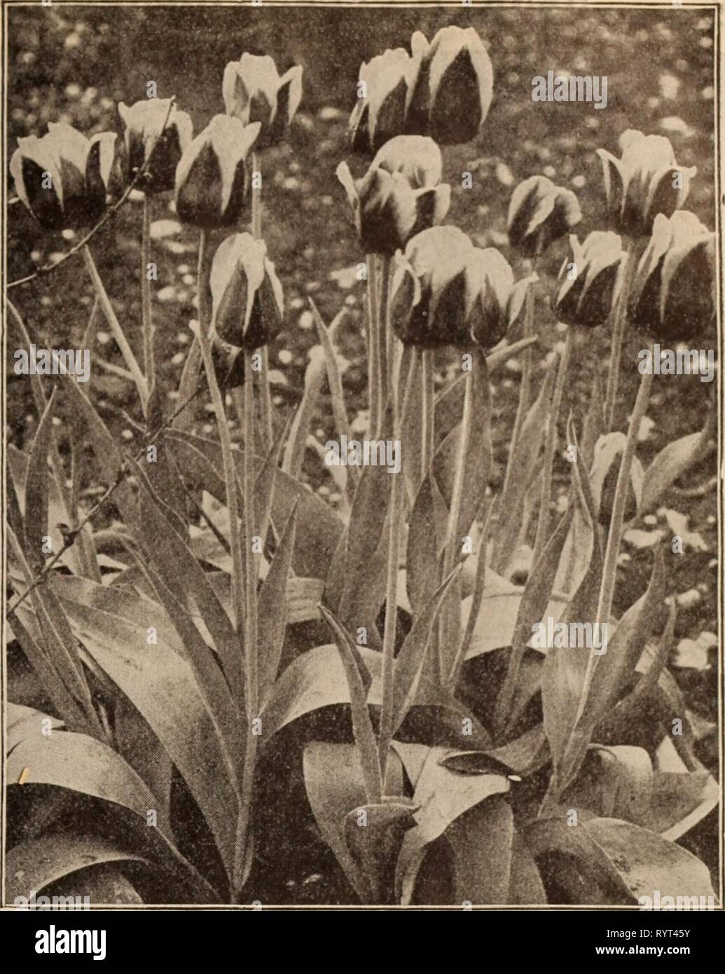 Dreer's wholesale price list  Dreer's wholesale price list / Henry A. Dreer. . dreerswholesalep1912dree Year:   DOUBLE TULIPS MURILLO    SINGLE EARLY TULIPS KAISER KROON Per Per 100 1000 j Silver Standard. White, crimson striped .... $150 $1400 I Sir Thos. Lipton. The richest of all scarlet tulips, I extra fine 2 35 22 00 I Thomas Moore. Bright orange, fine 85 7 00 Vermilion Brilliant. Vermilion scarlet, fine . . . 1 90 17 50 White Hawk (Albion). A fine pure white bedder or forcer 1 50 13 00 Wouverman. Deep violet, fine bedder 2 50 24 00 Yellow Prince. Golden yellow, one of the best yellows fo Stock Photo