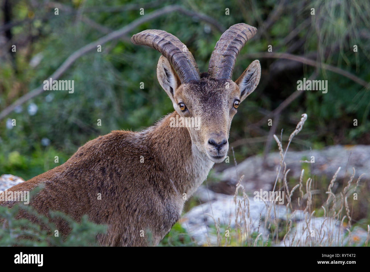 Headshot of a wild male Iberian Ibex (  Capra pyrenaica hispanica) with horns on the mountainside below Comares in Andalucia Stock Photo