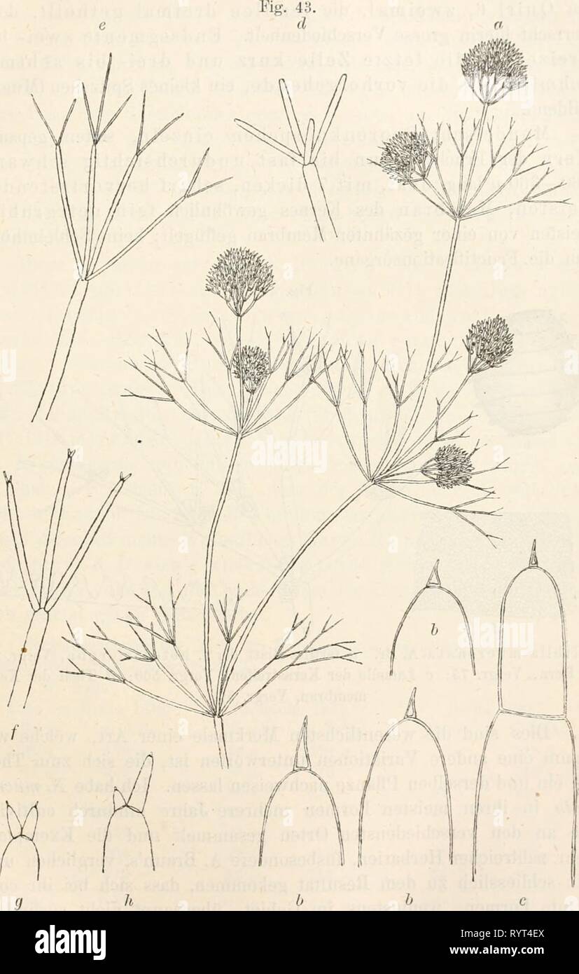 Dr L Rabenhorst's Kryptogamen-Flora von Dr. L. Rabenhorst's Kryptogamen-Flora von Deutschland, Oesterreich und der Schweiz . drlrabenhorstskr05rabe Year: 1900  151    Nitella miicronata A. Er. a f. lieteromorpha, natürl. Grösse; b Blatt- spitzen, Vergr. 50; c dreizelliger Endsegment, Vergr. 50; d f. simplex; e f. typica; f f. hrevifurcata; ä, e, f Blätter, Vergr. S; y, li Blattenden von f. brcvi- furcata, Vergr. 20. Stock Photo