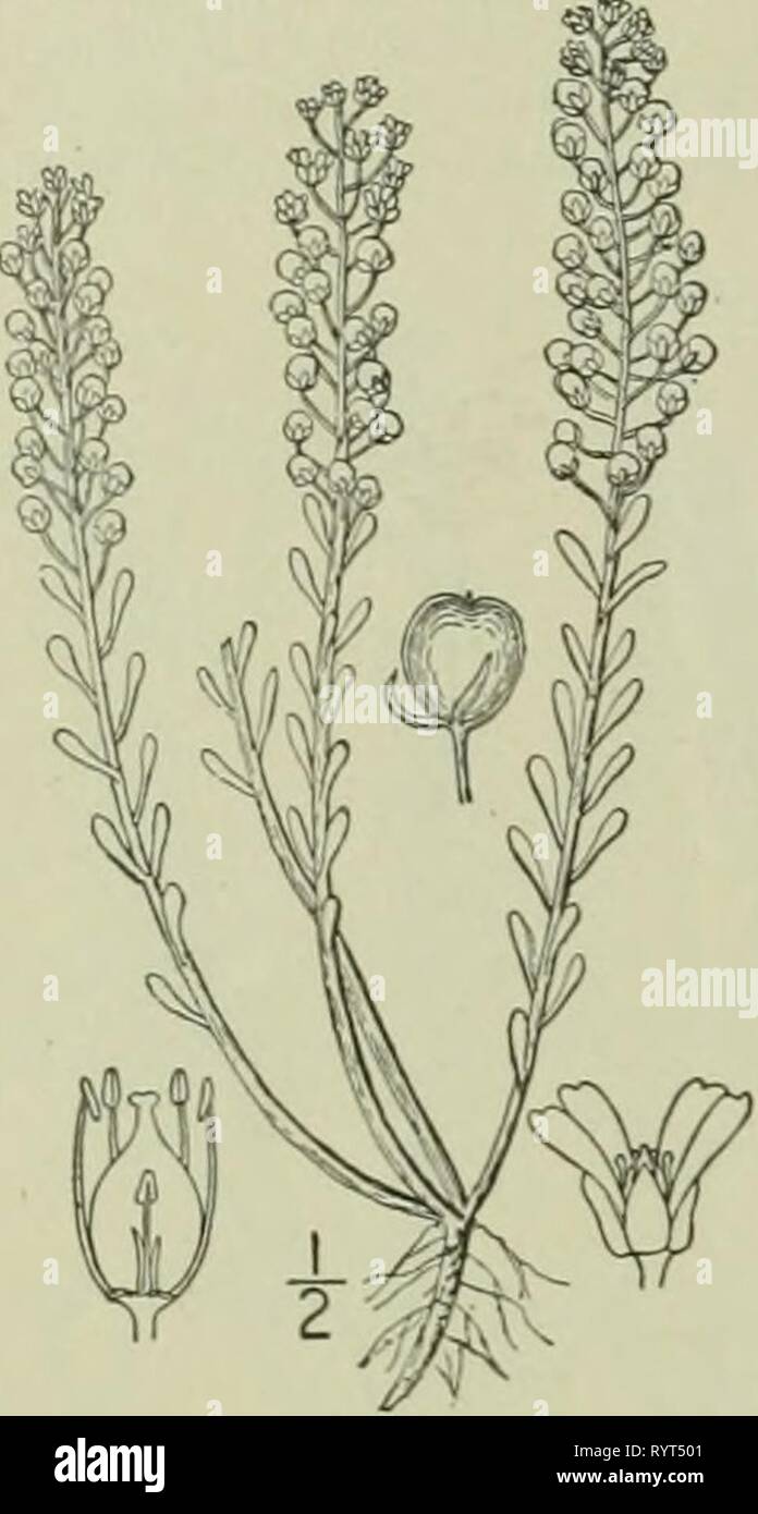 Alyssoides High Resolution Stock Photography And Images Alamy