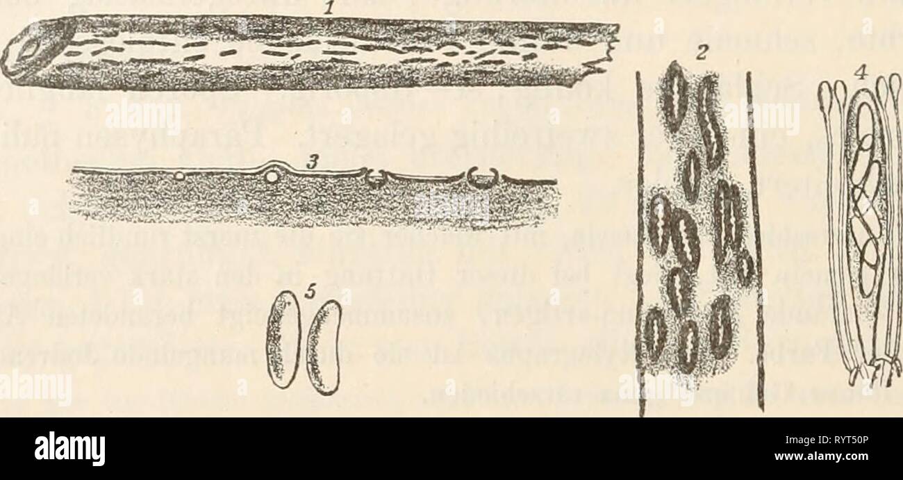 Dr L Rabenhorst's Kryptogamen-Flora von Dr. L. Rabenhorst's Kryptogamen-Flora von Deutschland, Oesterreich und der Schweiz . drlrabenhorstskr0103rabe Year: 1896  152 4605. Br. pnrpuraseens (Rehm). Synon.: Hysteropeziza purpurascens Eehm (Sydow, Mycoth. march.). Exsicc: Sydow, Mycoth. march. 588. Apothecien gesellig, an verblassten Stellen parallel nach der Achse des Stengels längs gereiht, zuerst rundlich geschlossen ein- gesenkt, dann in einem Längsspalt die Oberhaut durchreissend und die zuerst rundliche, dann länglich-elliptische, gerade, stumpfe, zart und selten zackig berandete, flache, p Stock Photo