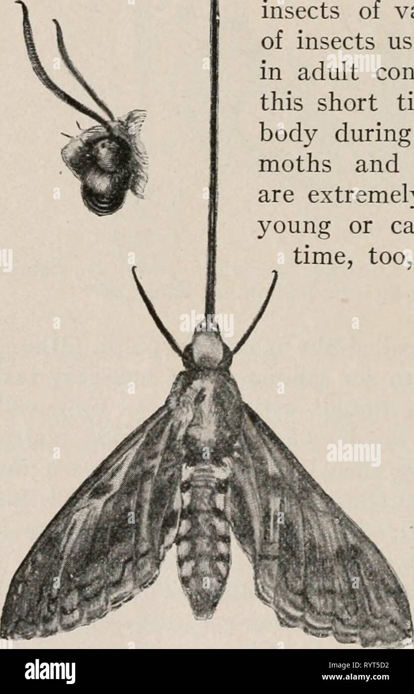 Maxillary palpi hi-res stock photography and images - Alamy