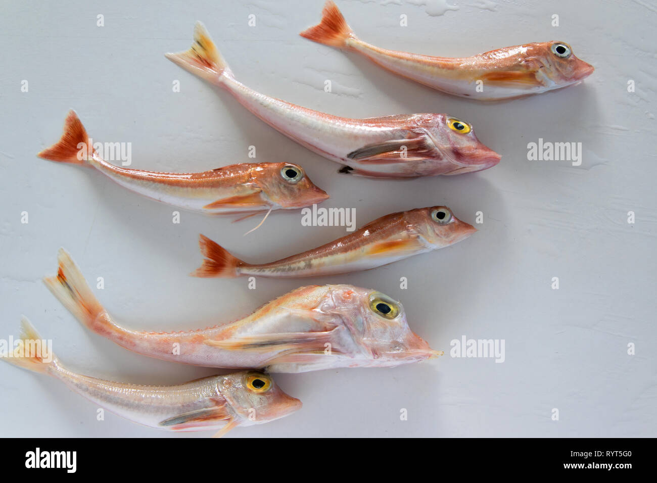 brightly-colored-sea-fish-red-gurnard-on-white-background-scientific