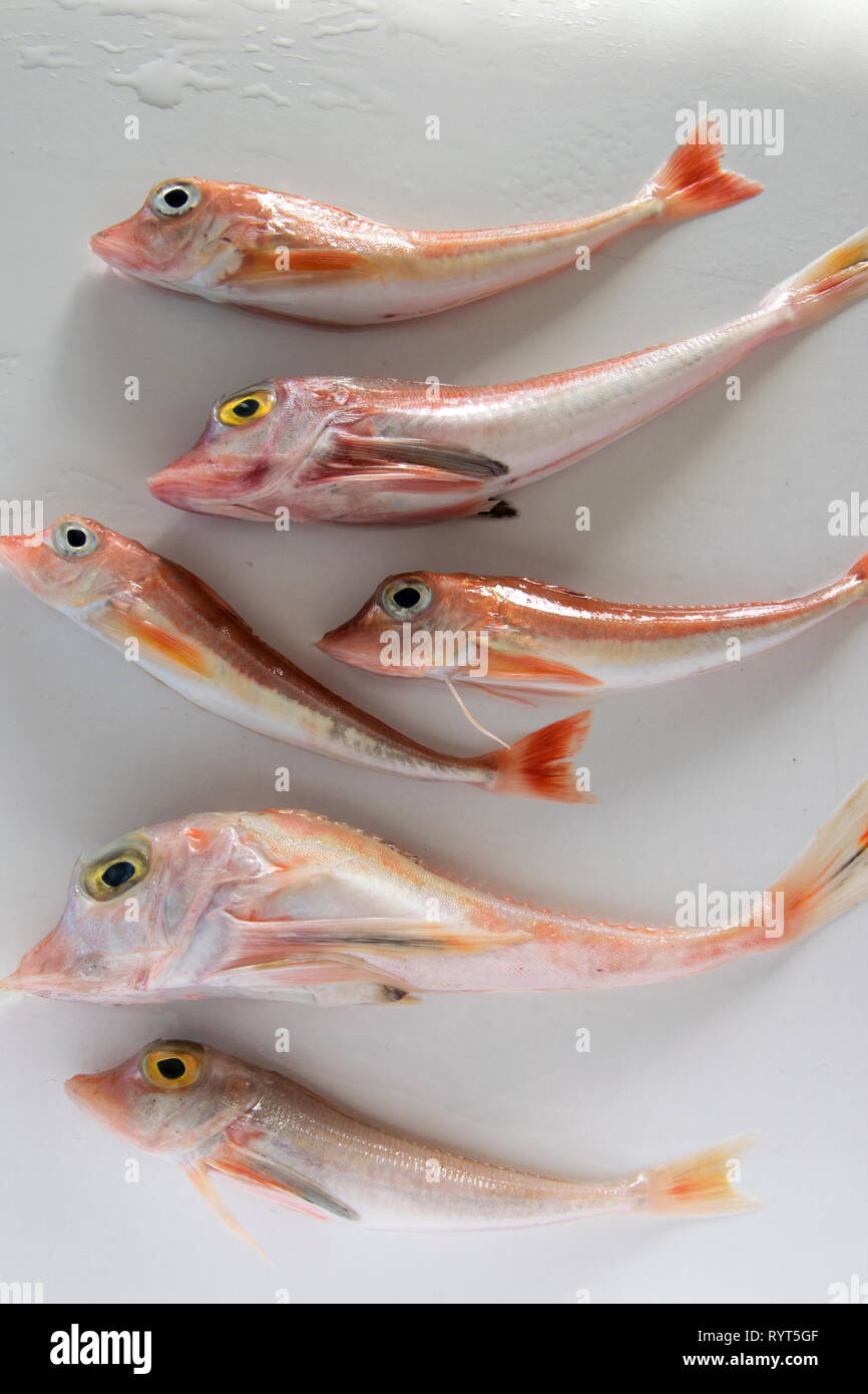 Red Gurnard High Resolution Stock Photography And Images Alamy