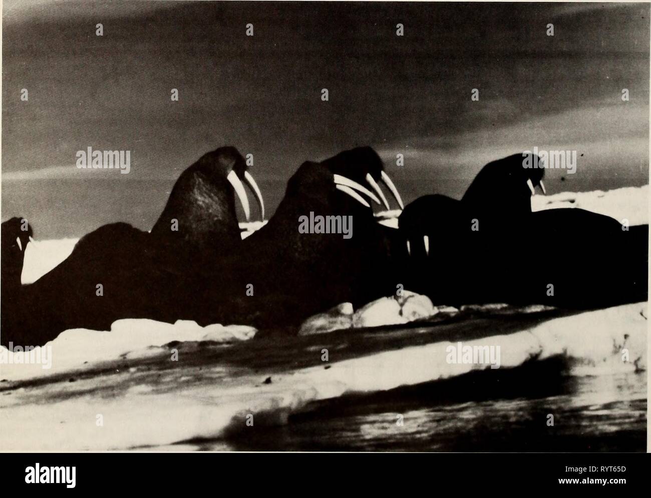 The Eastern Bering Sea Shelf The Eastern Bering Sea Shelf : oceanography and resources / edited by Donald W. Hood and John A. Calder . easternberingsea00hood Year: 1981  790 Interaction of ice and biota 1970, Kenyon 1972, Braham et al. in preparation, Fay in press). The calving period is protracted, from March through early June, with a marked peak in early May (Burns 1965, Fay in press). Newborn calves are large and swim from birth. The mother-calf bond is maintained for up to 24 months. The peak period of births occurs during the northward spring migration, at a time when the severity of ice Stock Photo