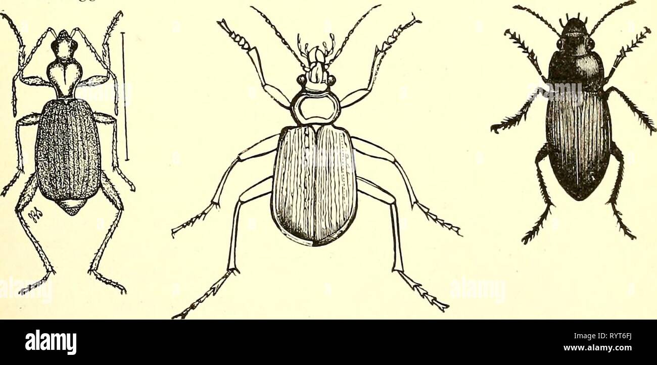 Economic entomology for the farmer Economic entomology for the farmer and fruit-grower [microform] : and for use as a text-book in agricultural schools and colleges . economicentomolo00insmit Year: 1896  Fig. 137. Fig. 135. Fig. 134- ' Fig. 136.    Tiger-beetles and ground-beetles.—Fig. 127, larva of Cicindela. Fig. 12S, head of a««rf&lt;?/a, to show mandible. ¥1%%%%. ^19, C. generosa. Fig. 130, C/«r/.«;ra. Fig. 131, C.sexguttata. ¥{g. t.22, C. repanda. Fig. 133, &lt;^a/o.Fo;«fl &lt;:a//rf«w and its larva. Fig. 134, C. scrutator. Fg. ns, Brachmus fumans. Fig. 136, Harpalus catiginosus. Fig. 1 Stock Photo