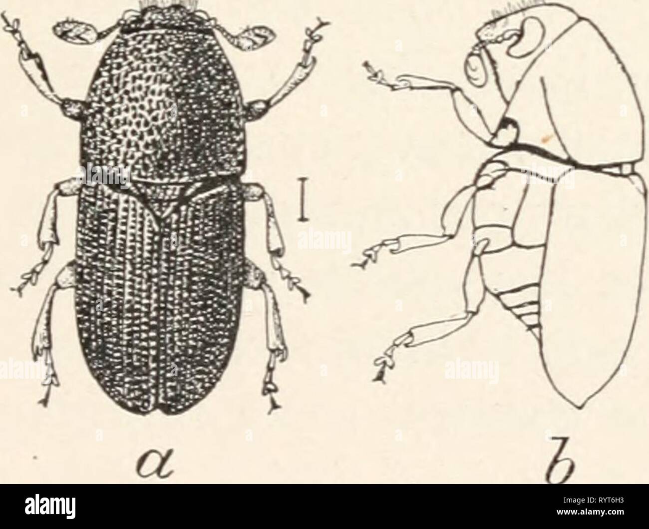 Elementary entomology ([c1912]) Elementary entomology . elementaryentomo00sand Year: [c1912]  FIG. 254. The granary weevil (Calandra granaria]. (Enlarged) rt, beetle ; l&gt;, larva; c, pupa; d, the adult rice weevil (Calandra otyza}. (After Chittenden, United States Department of Agriculture) sculptured. They attack corn, timothy, and other grasses, particu- larly the coarse swamp grasses and sedges. The fat white larvae Stock Photo