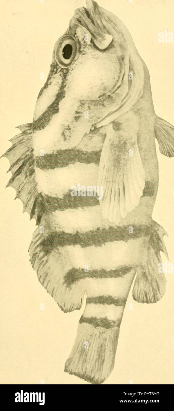 The edible fishes of New The edible fishes of New South Wales: their ...