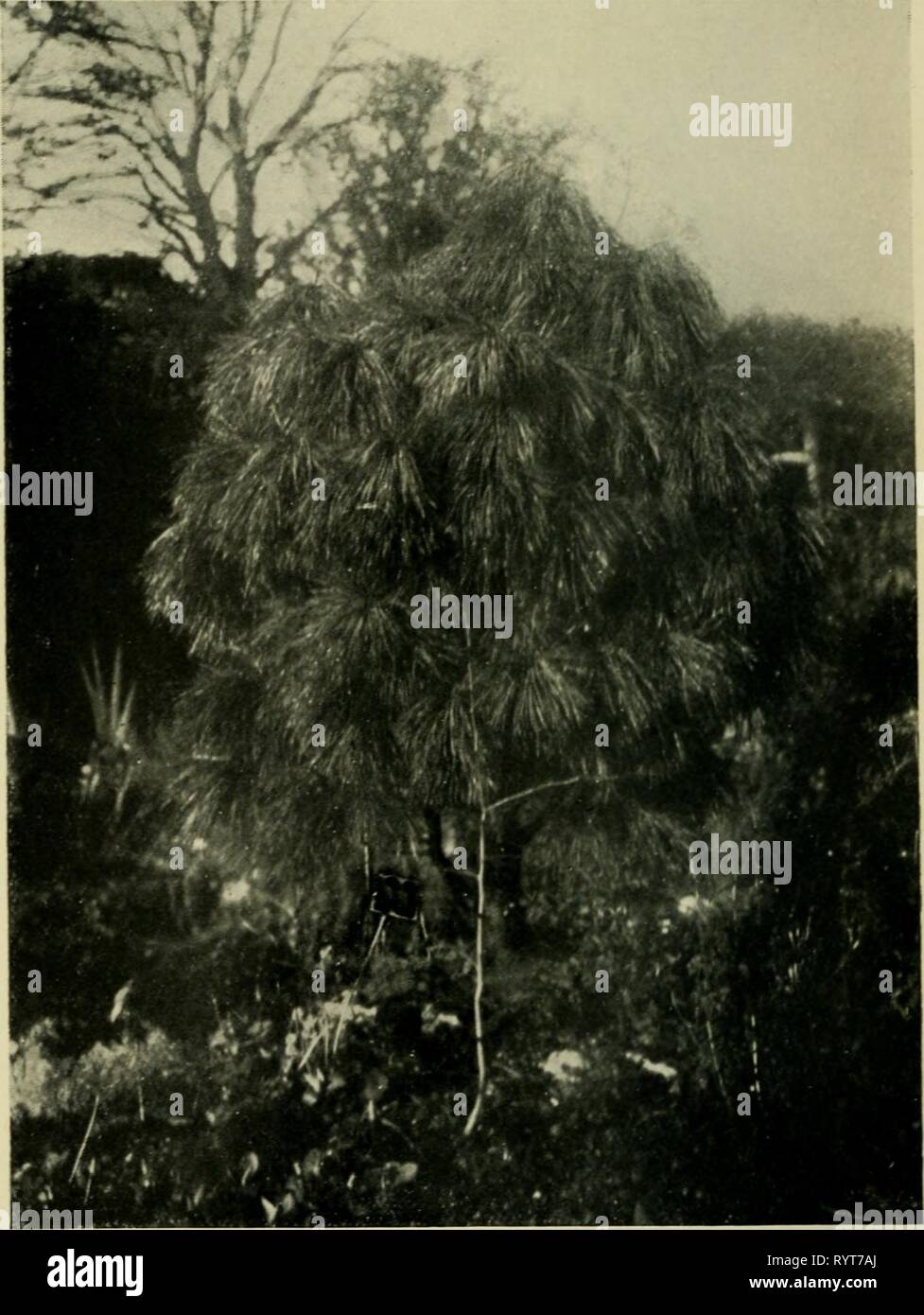 Dwarf and slow-growing conifers (1923) Dwarf and slow-growing conifers . dwarfslowgrowing1923horn Year: 1923  PIN'US STROBUS, VAR. UMBRACULIFERA, AT KNAPTON. Stock Photo