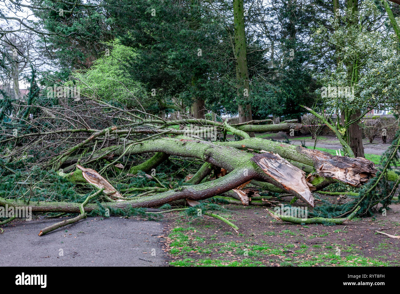 Northampton. U.K. 15th March 2019. Gale force winds overnight bring down some heavy branches from trees in Abington Park.   Credit: Keith J Smith./Alamy Live News Stock Photo