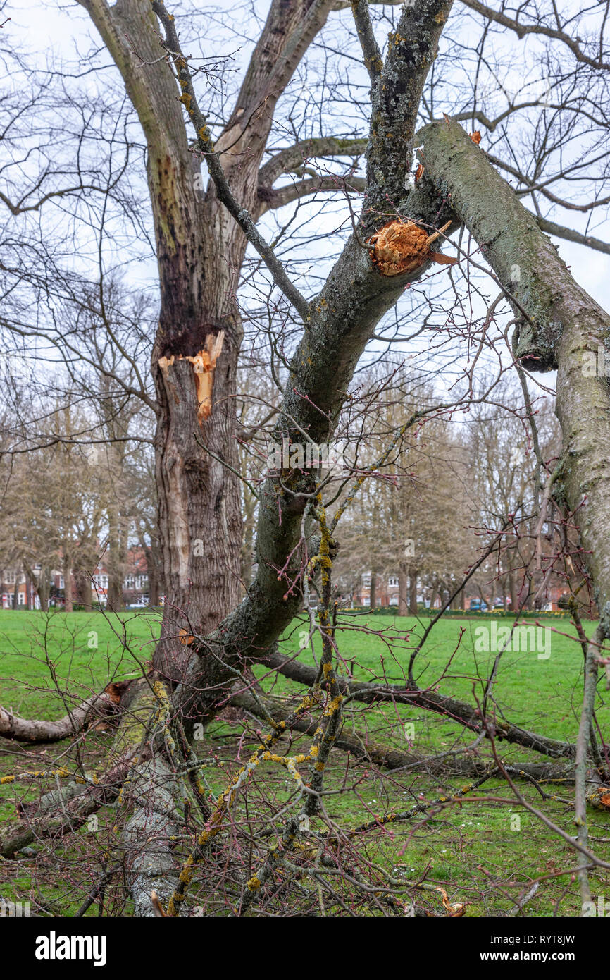 Northampton. U.K. 15th March 2019. Gale force winds overnight bring down some heavy branches from trees in Abington Park.   Credit: Keith J Smith./Alamy Live News Stock Photo