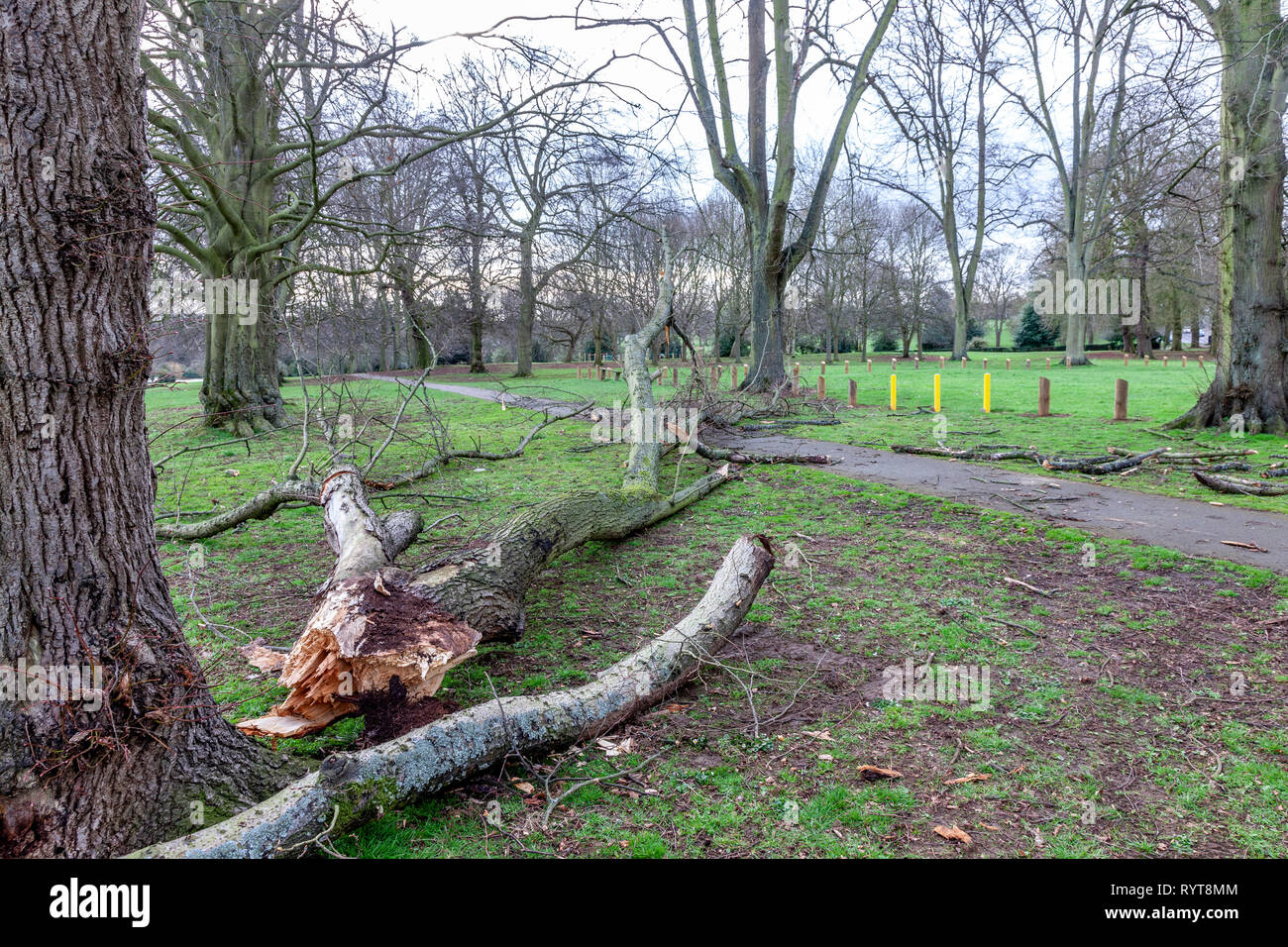 Northampton. U.K. 15th March 2019. Gale force winds overnight bring down some heavy branches from trees in Abington Park.   Credit: Keith J Smith./Alamy Live News Stock Photo