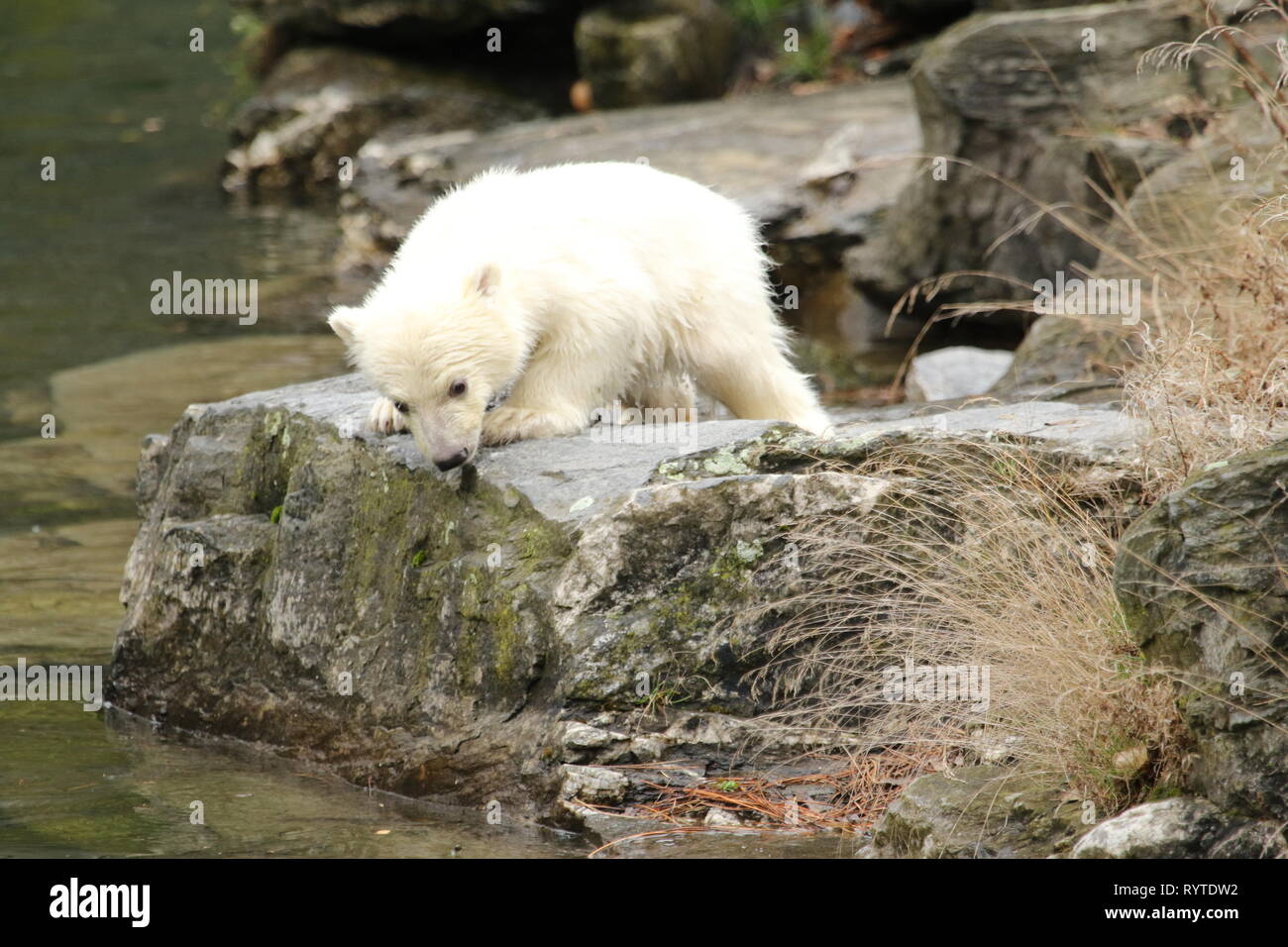 Berlin, Germany, March,15,2019. The female polar bear cub. Baby polar bear in Berlin zoo must first breath.On 1 December 2018, at 2:33 pm, polar bear Tonja (9) gave birth in Tierpark Berlin to the female guinea pig-sized female pup. Credit: SAO Struck/Alamy Live News Stock Photo