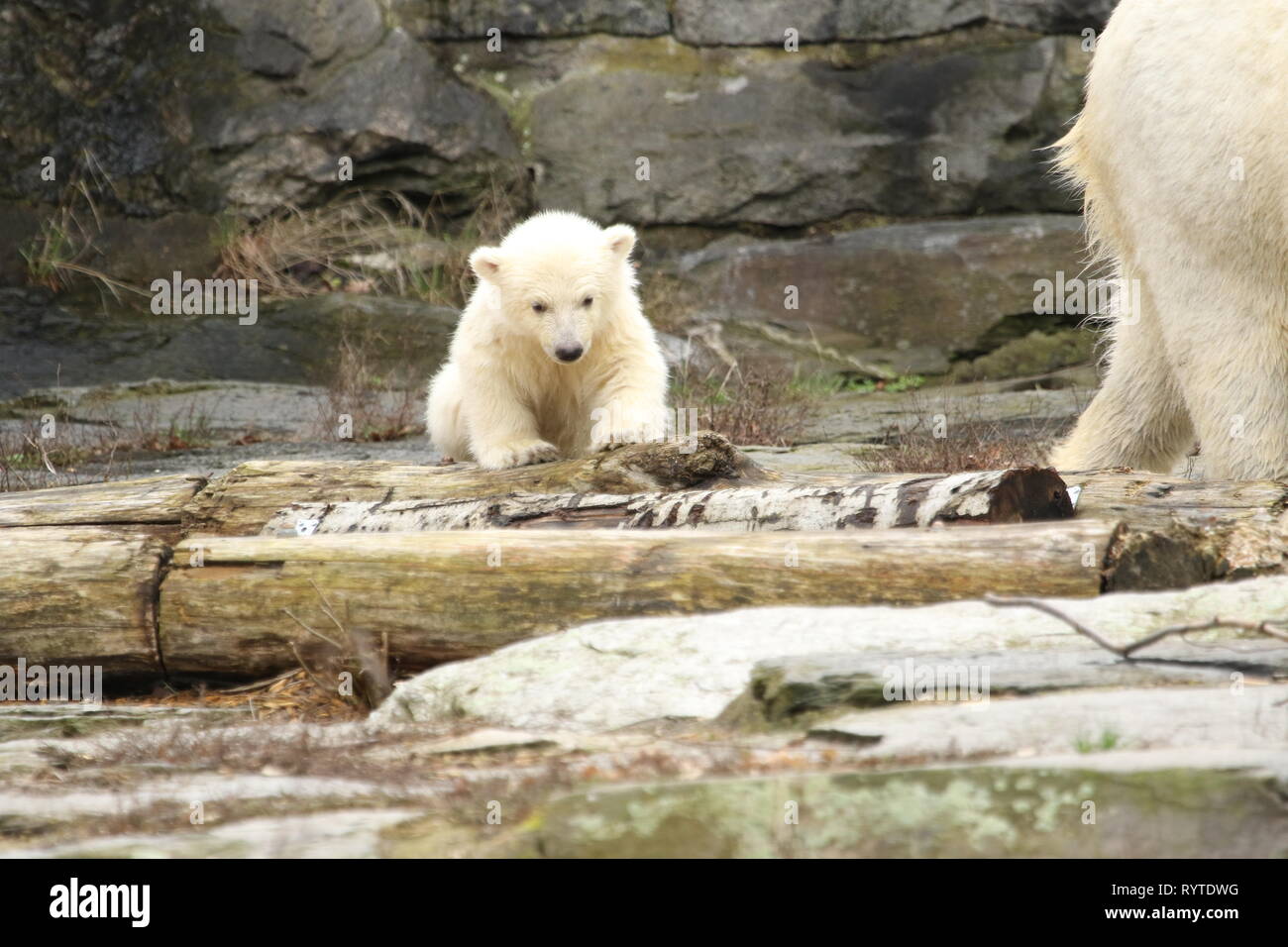 Berlin, Germany, March,15,2019. The female polar bear cub and mother Tonja. Baby polar bear in Berlin zoo must first breath.On 1 December 2018, at 2:33 pm, polar bear Tonja (9) gave birth in Tierpark Berlin to the female guinea pig-sized female pup. Credit: SAO Struck/Alamy Live News Stock Photo