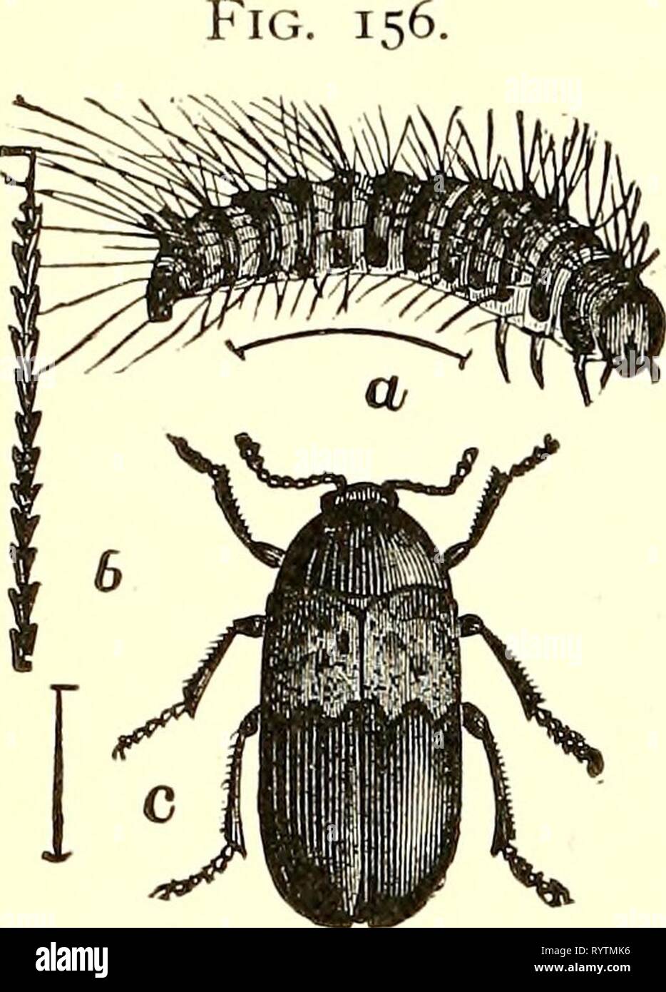 Economic entomology for the farmer Economic entomology for the farmer and fruit-grower [microform] : and for use as a text-book in agricultural schools and colleges . economicentomolo00insmit Year: 1896  178 AN ECONOMIC ENTOMOLOGY.    The lardei'-beetle, Der^nes- tes laydariiis.—a, larva ; b, a single hair from larva ; c, adult beetle. These belong to the family Dermestidce, which contains such nuisances as the 'larder-beetles,' 'carpet-beetles,' and 'mu- seum-beetles.' The elytra, which cover the abdomen completely, are black or gray, usually ornamented with white or colored scales, which som Stock Photo